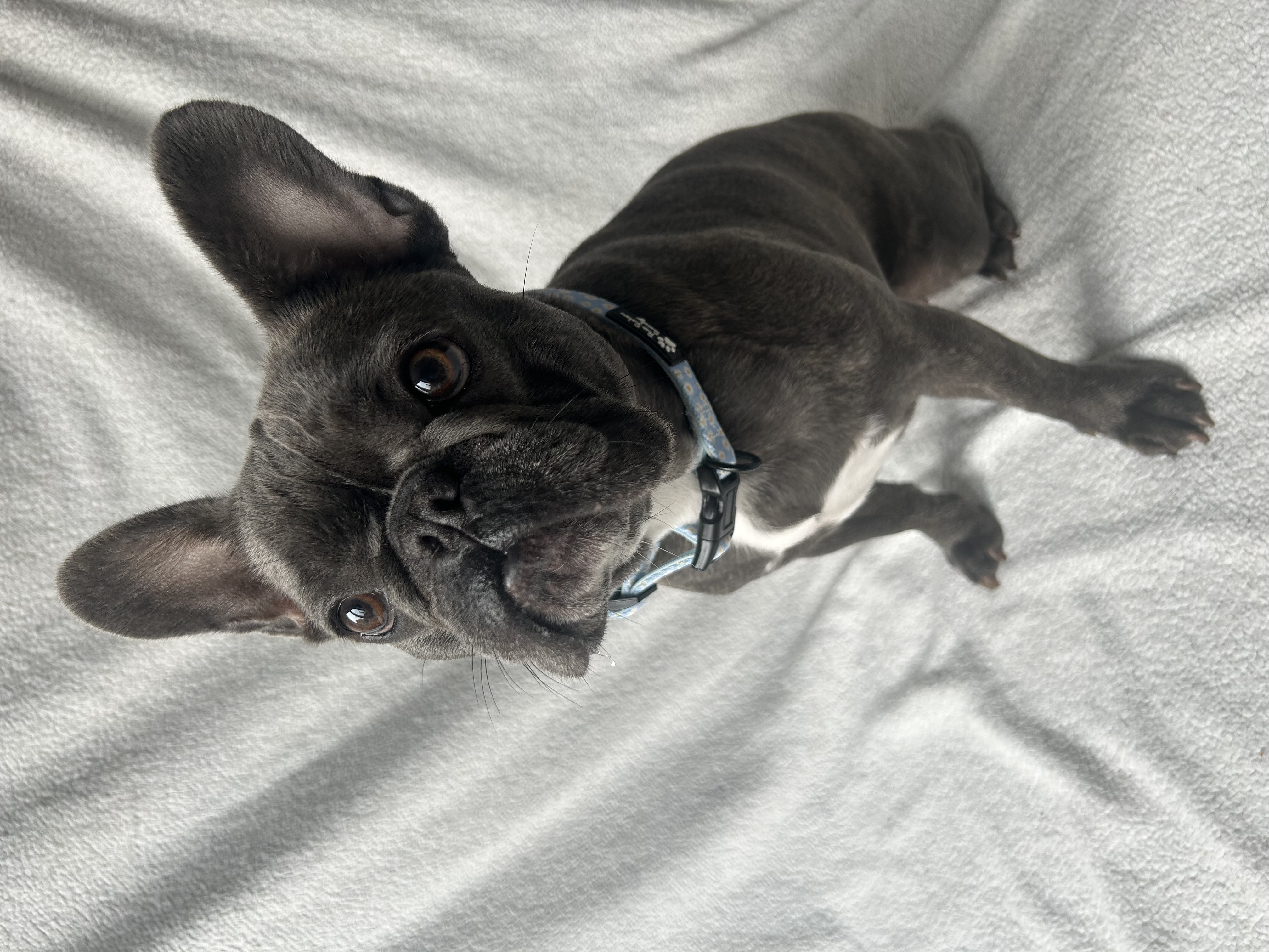 Roxie