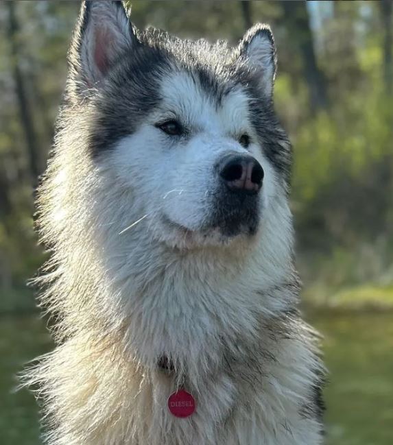 Diesel