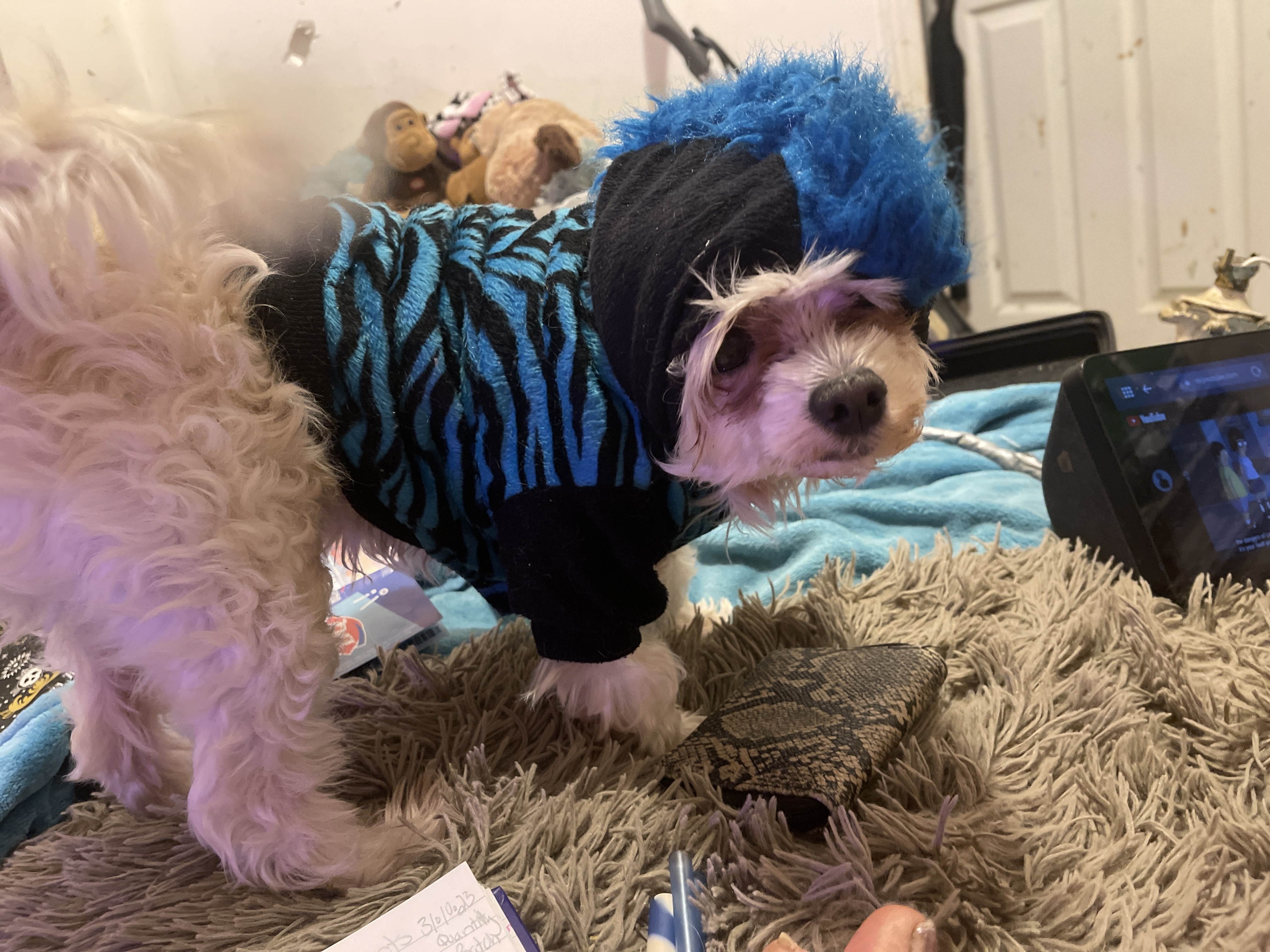 Cuddles Magoo Savidge