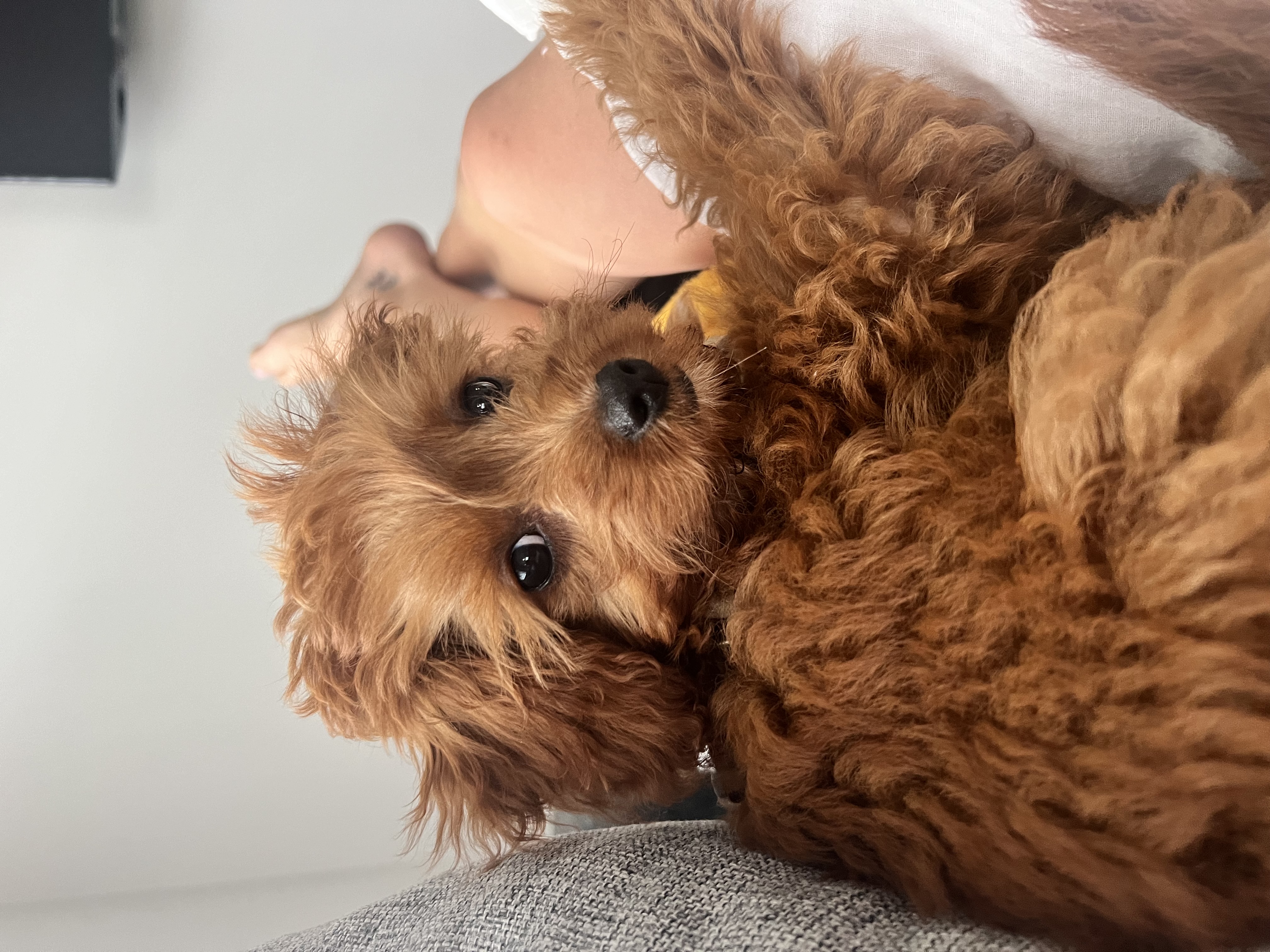 Suki