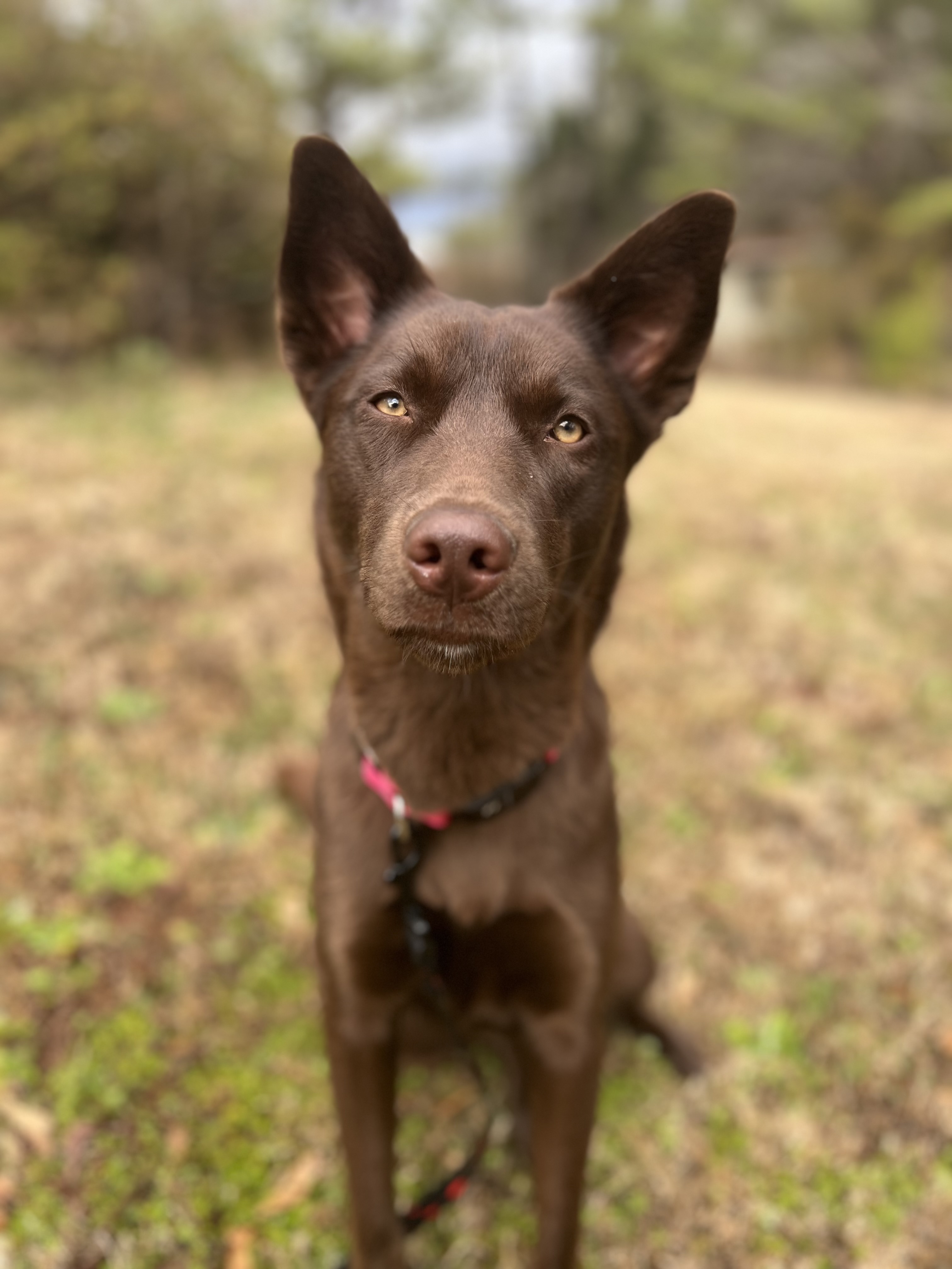 Tango