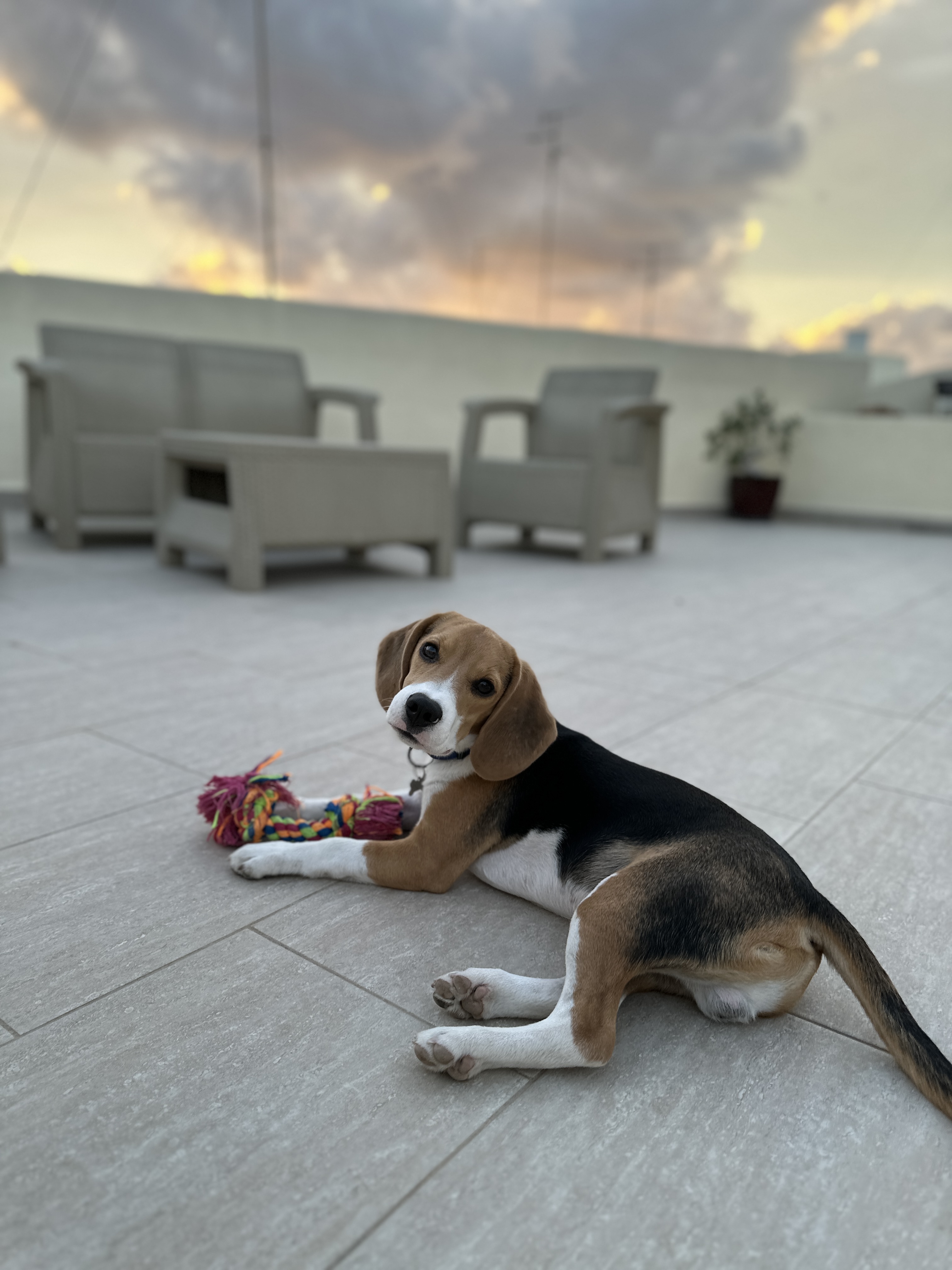 Bruno