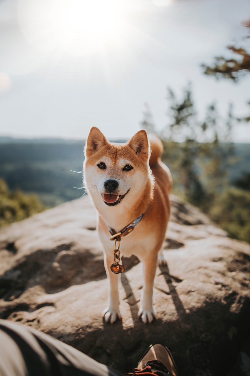 Kuma