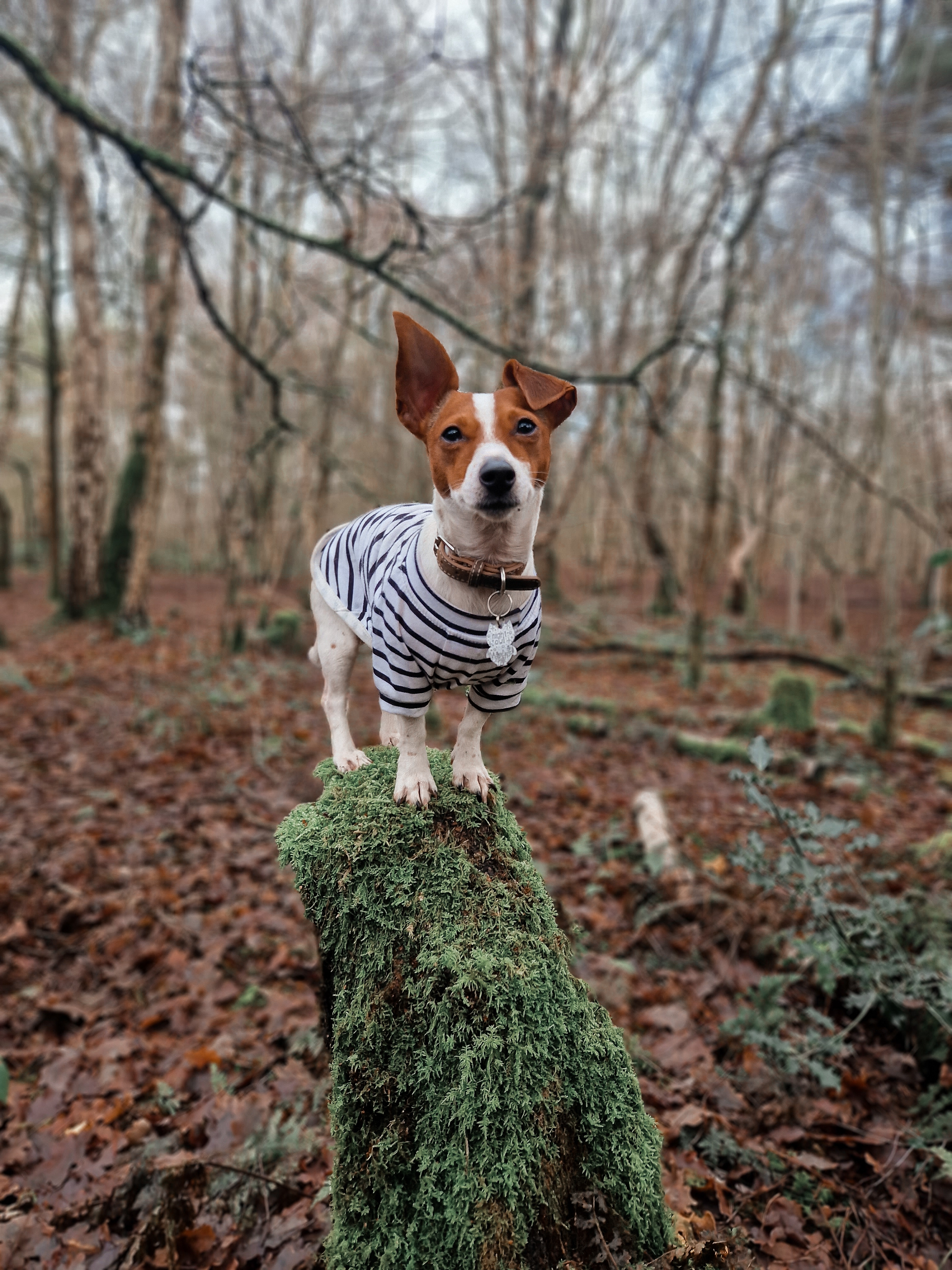 Dottie