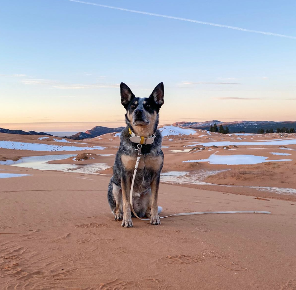 Scout