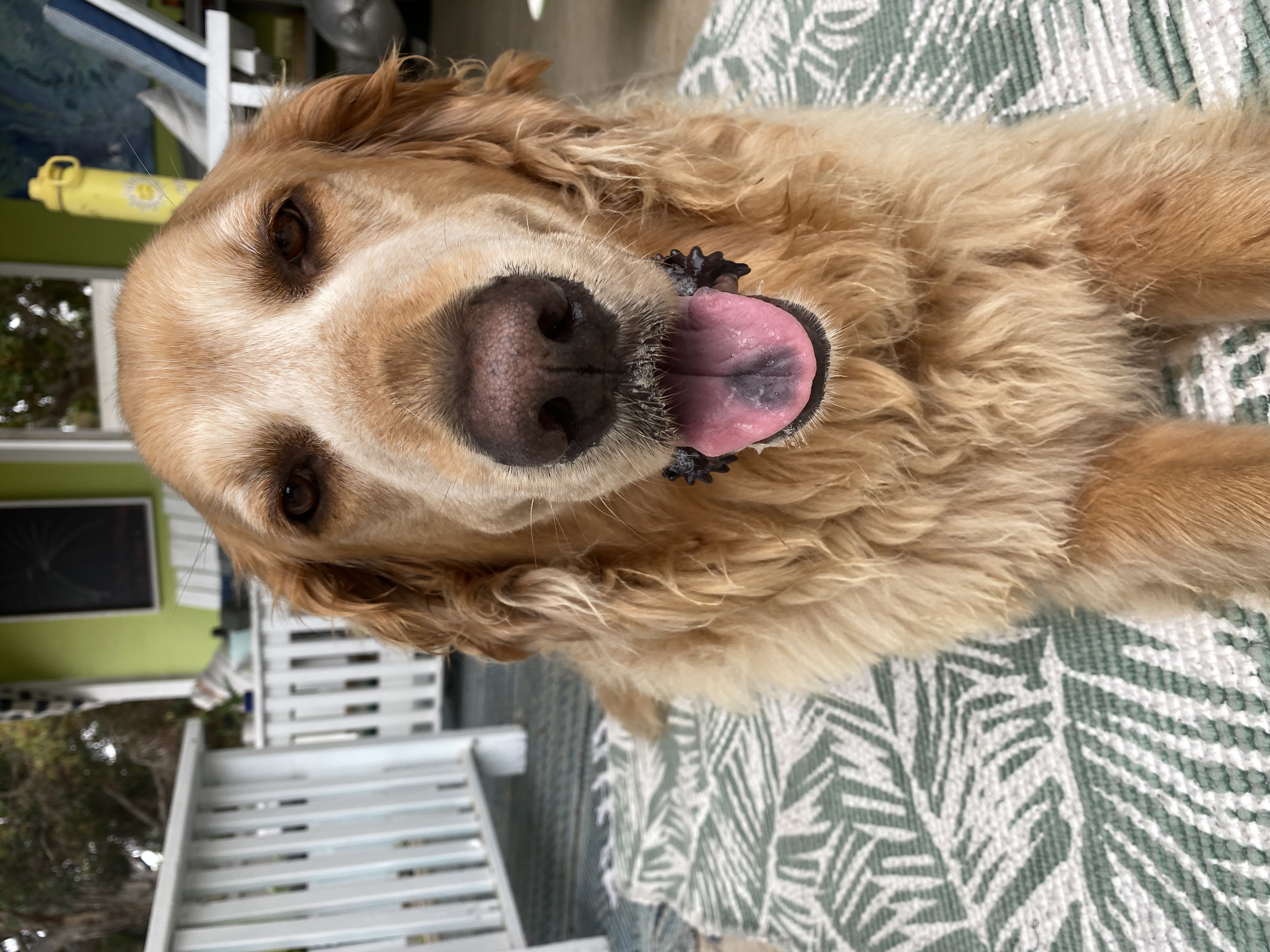 Duke
