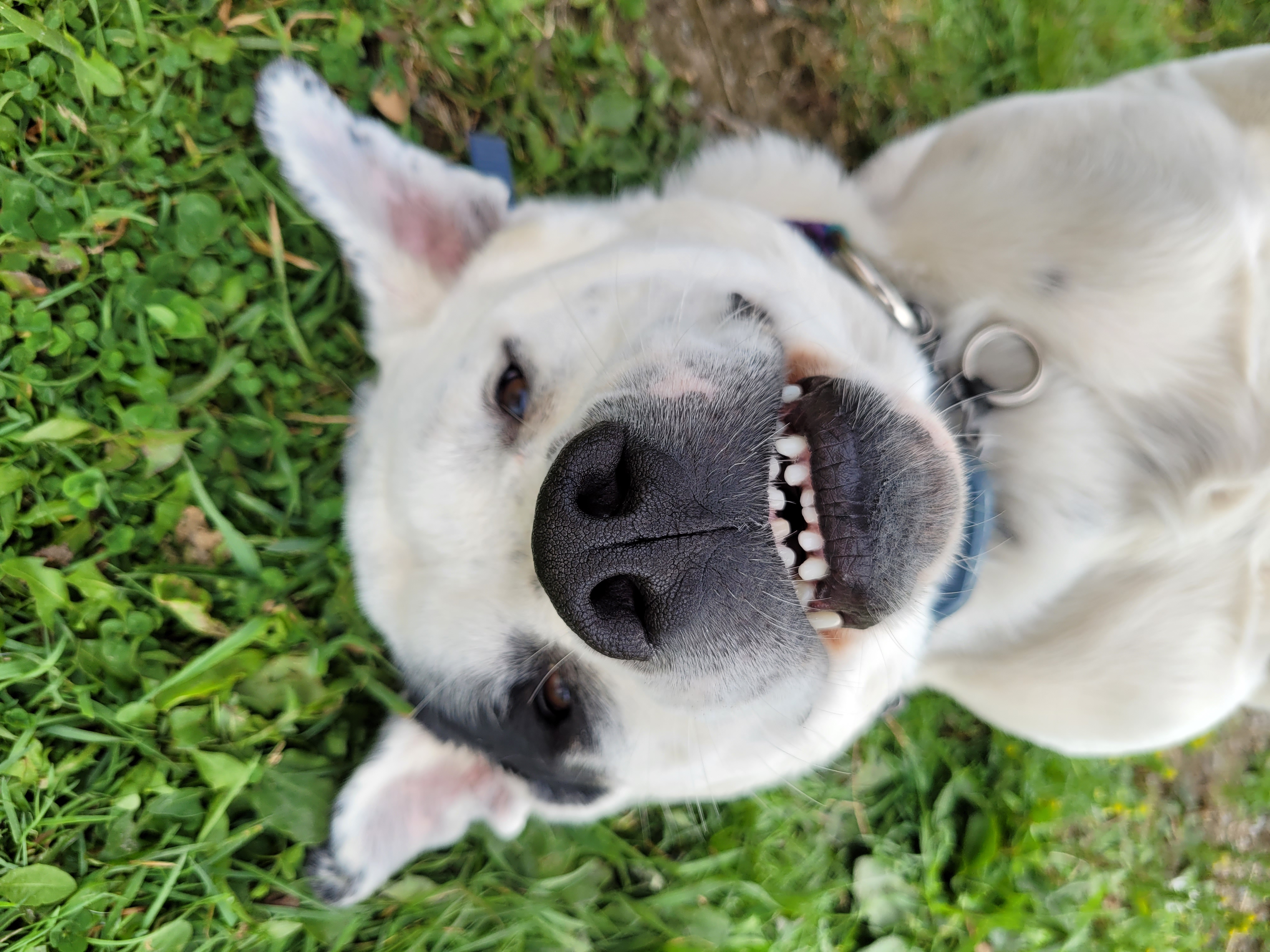 Hemi