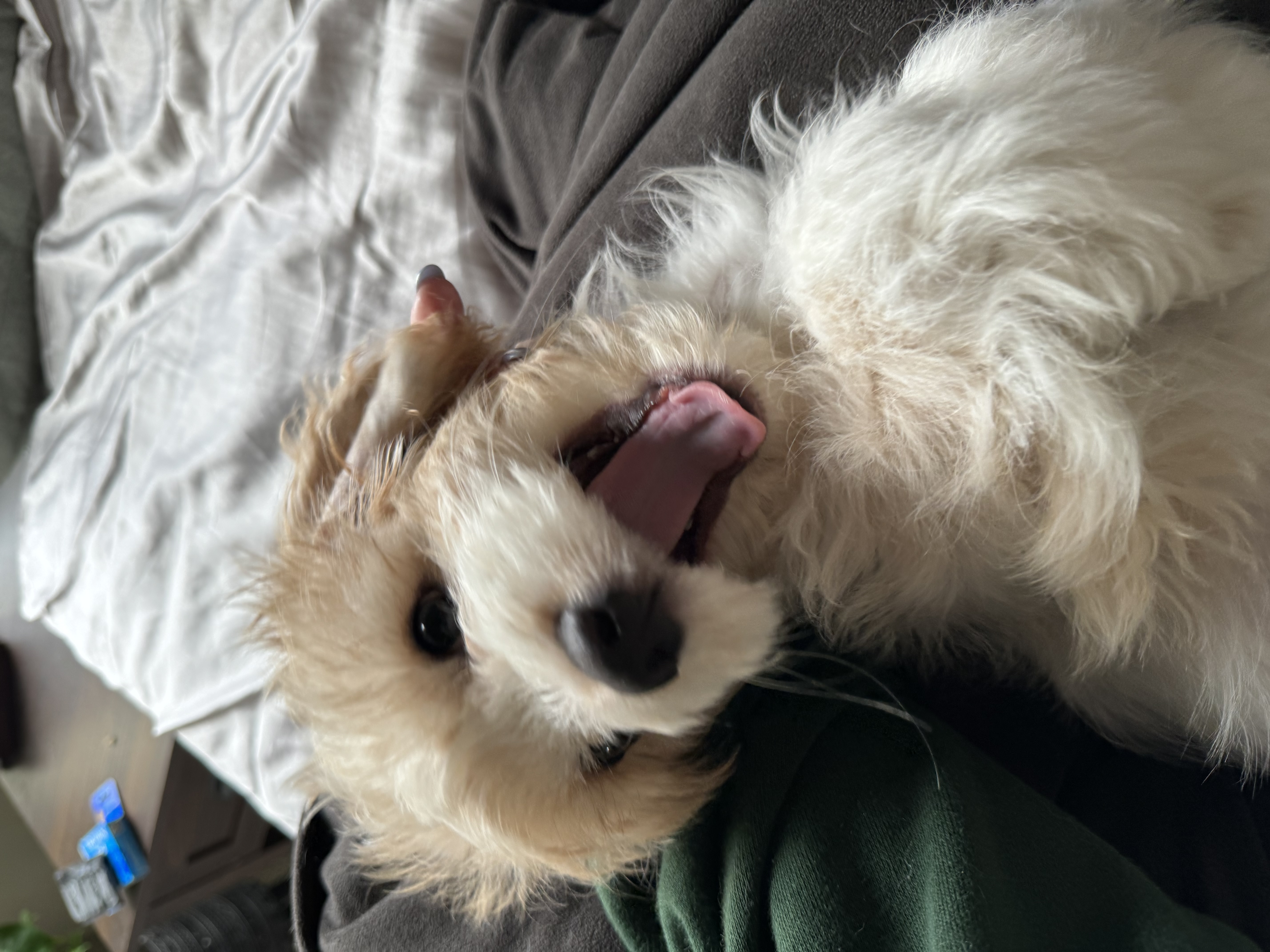 Milo
