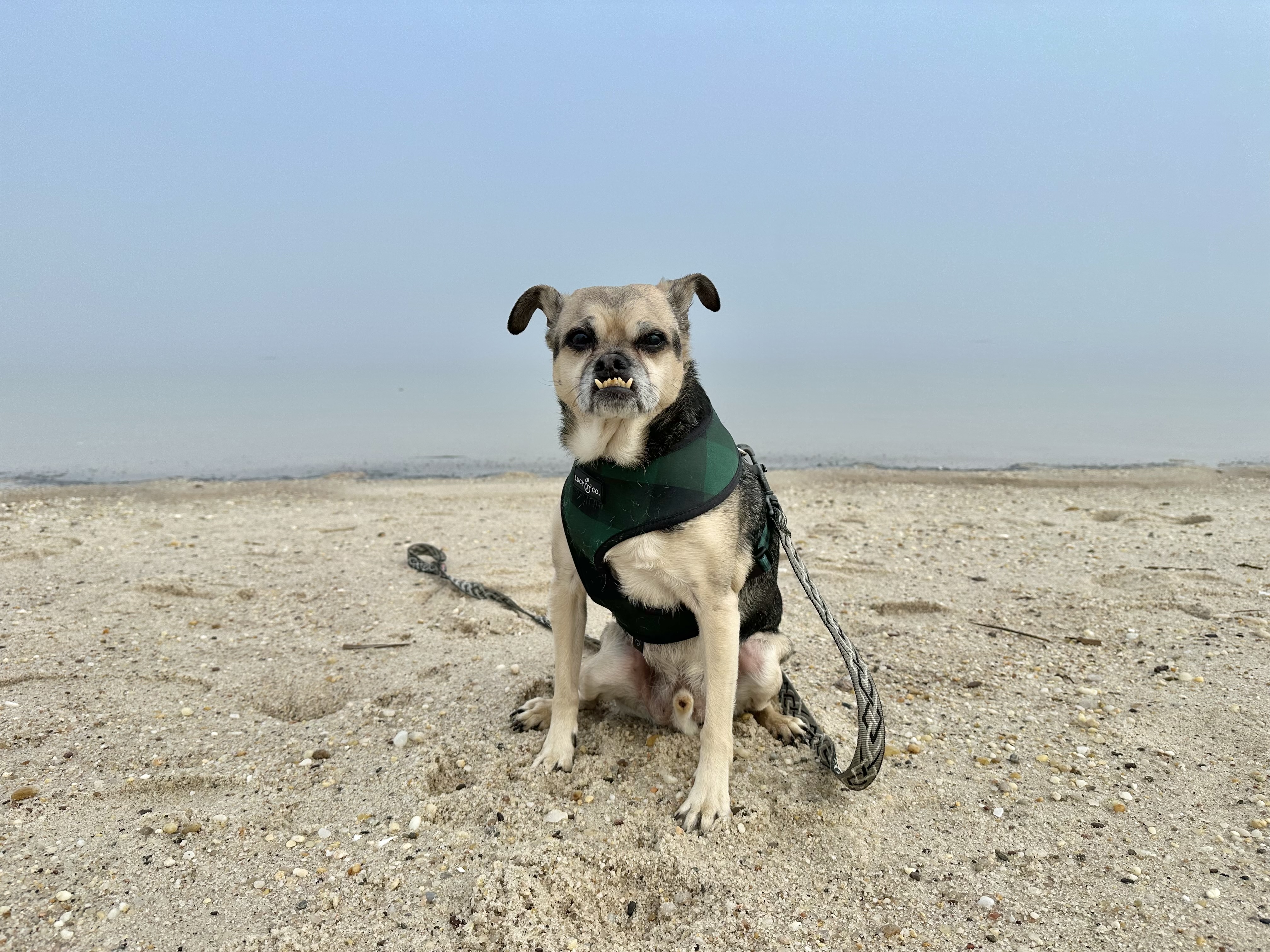 Bugsy