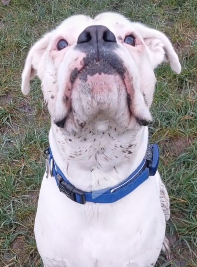 Milo the white boxer