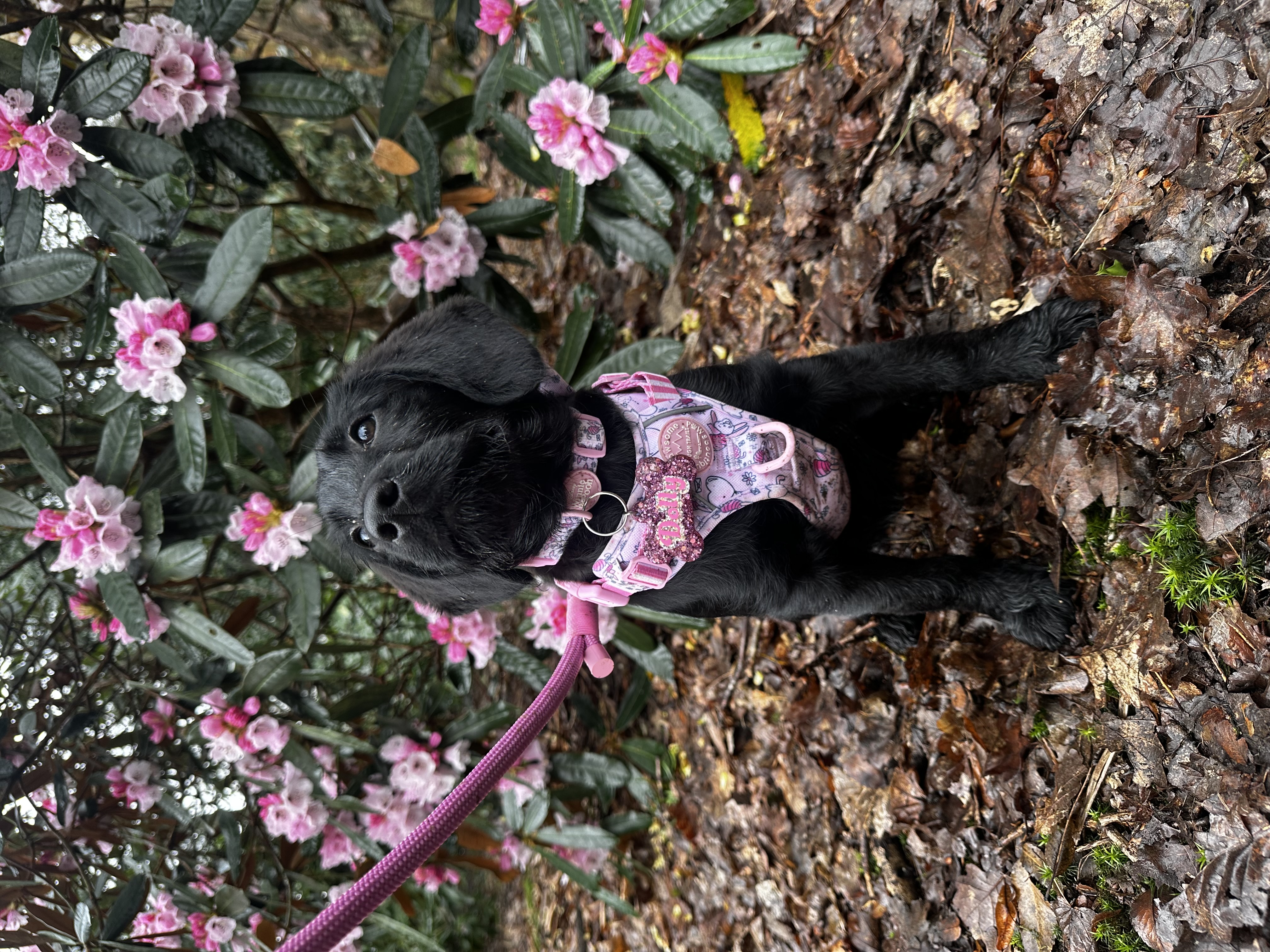 Dolly
