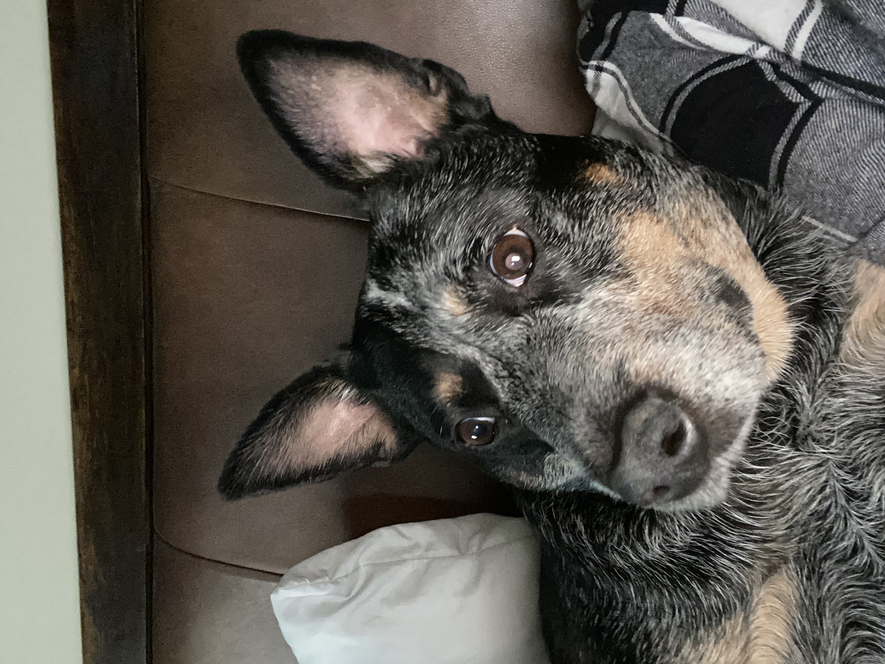 Stella