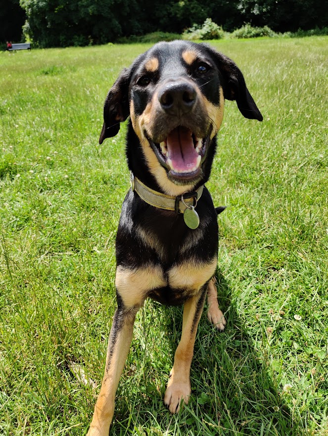 Zuko Buko Mango Quirino-Hassan