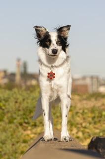 Poppy