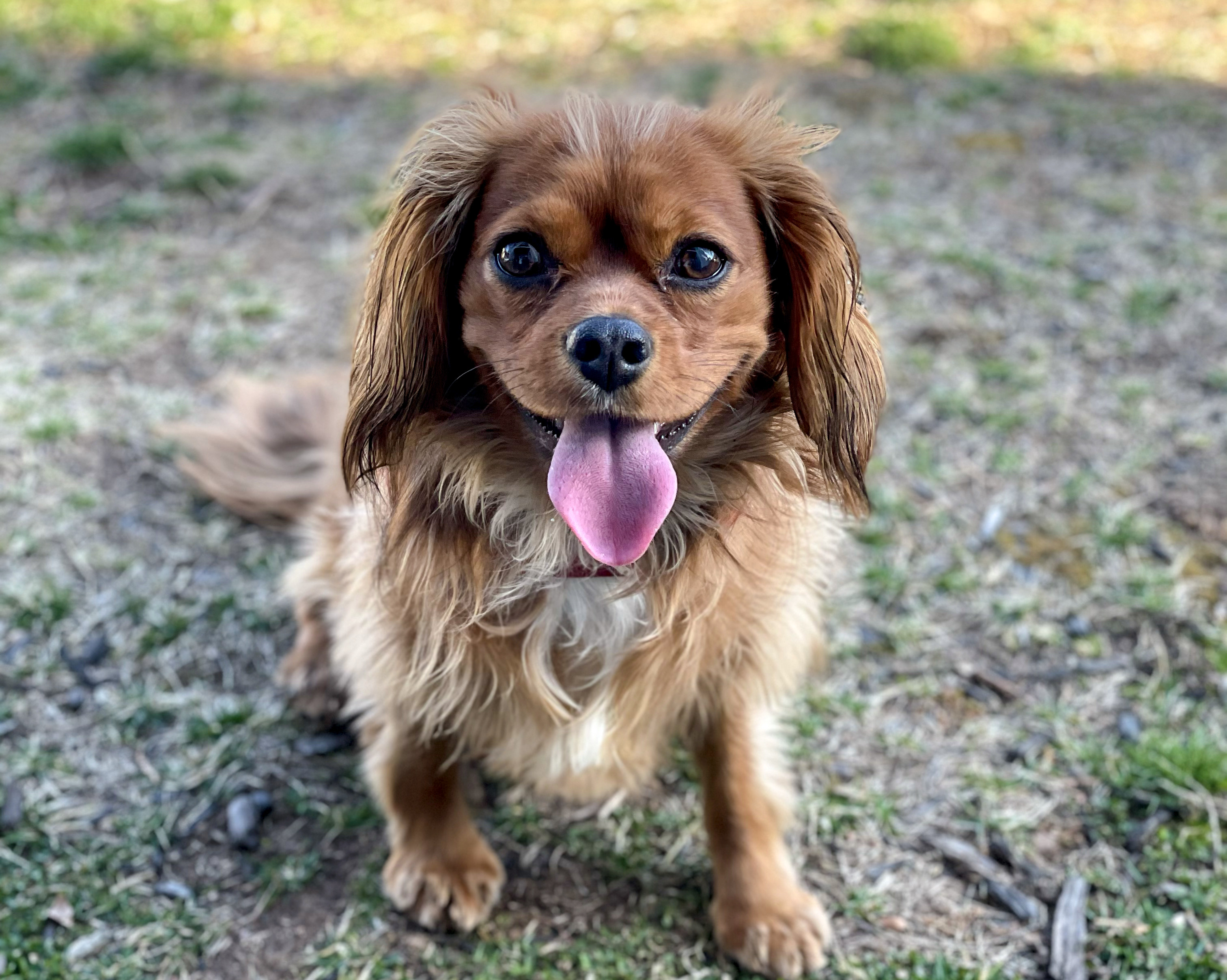 Penny
