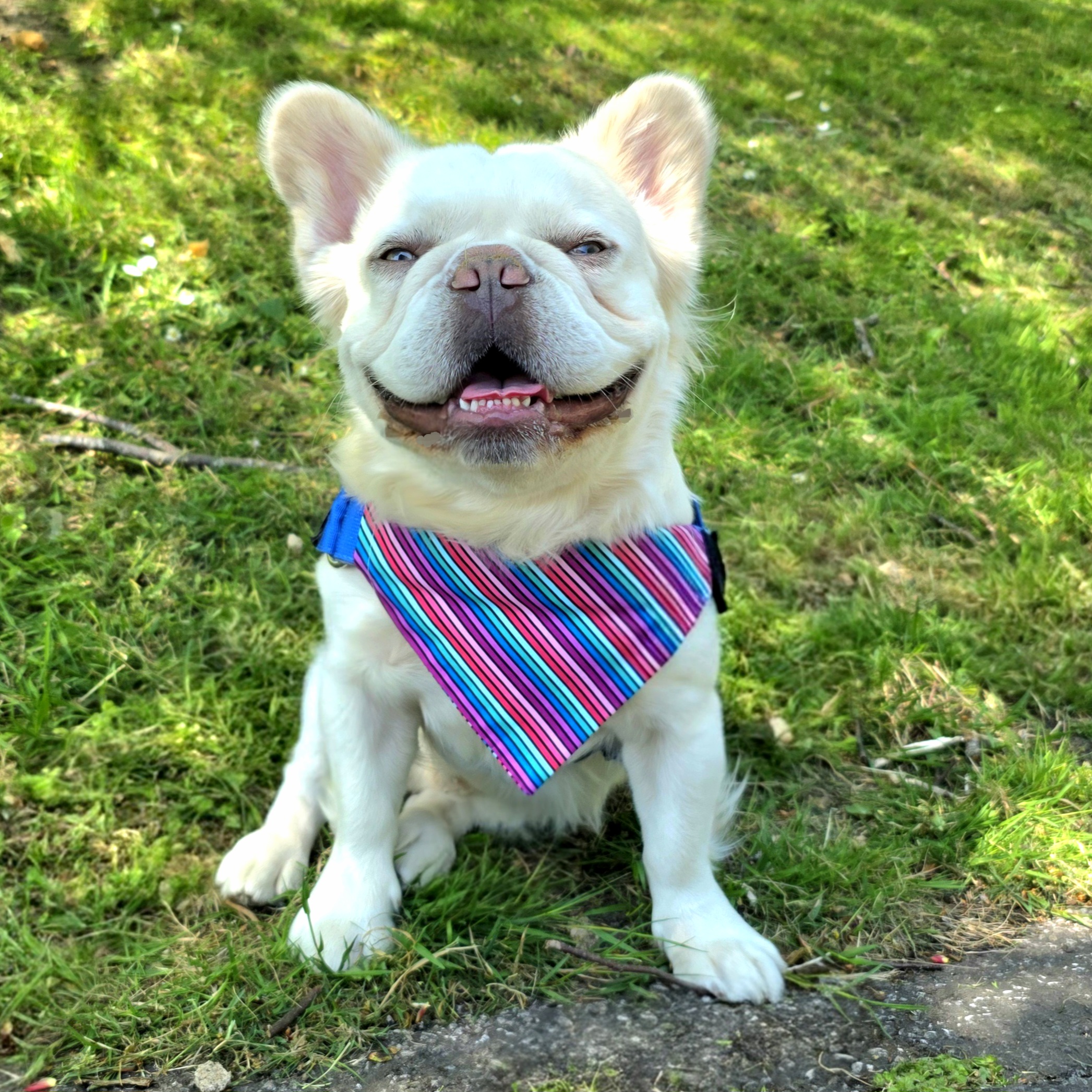 Pablo (Fluffy Frenchie)