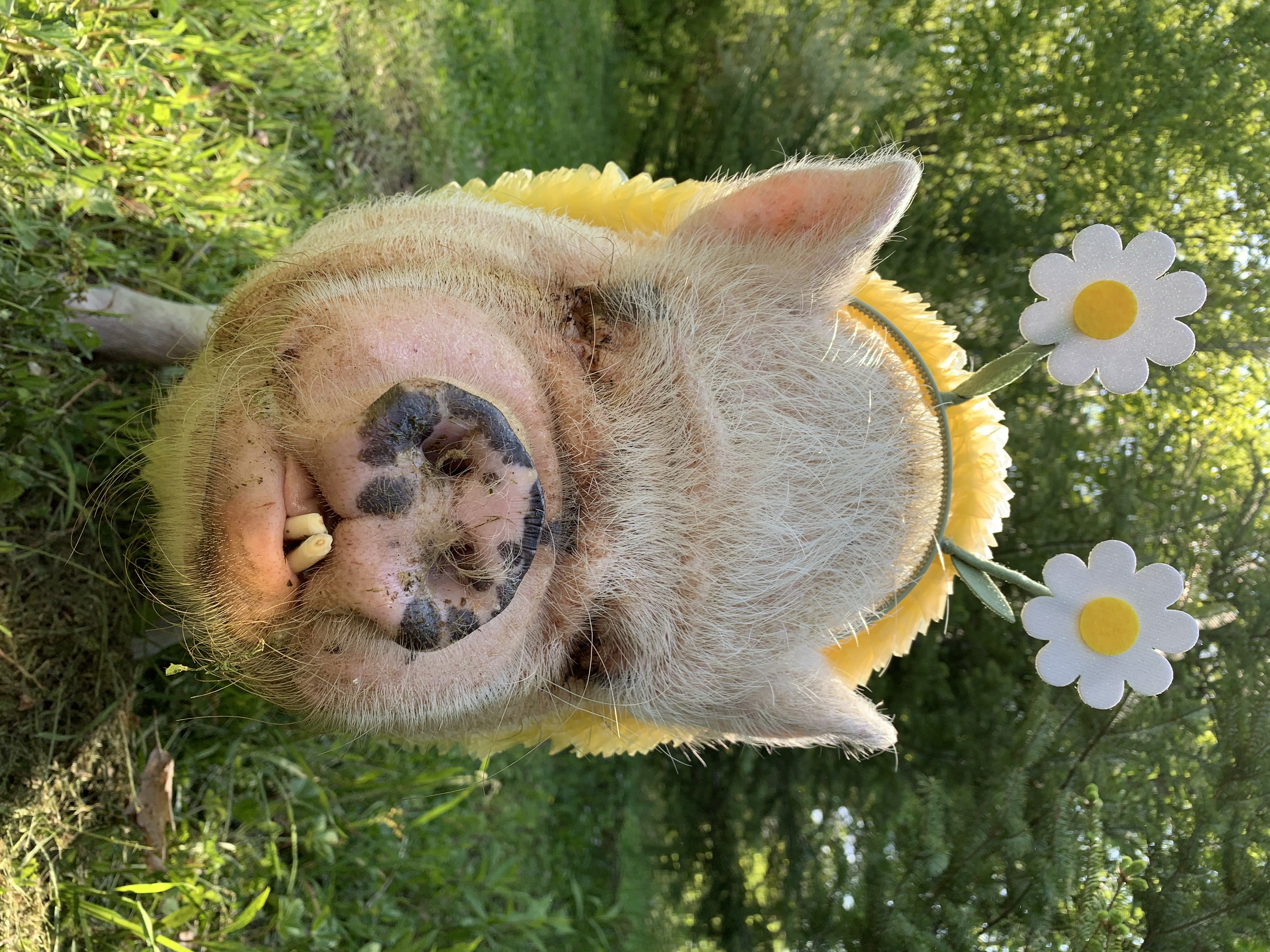 Abby the Pink Piggy