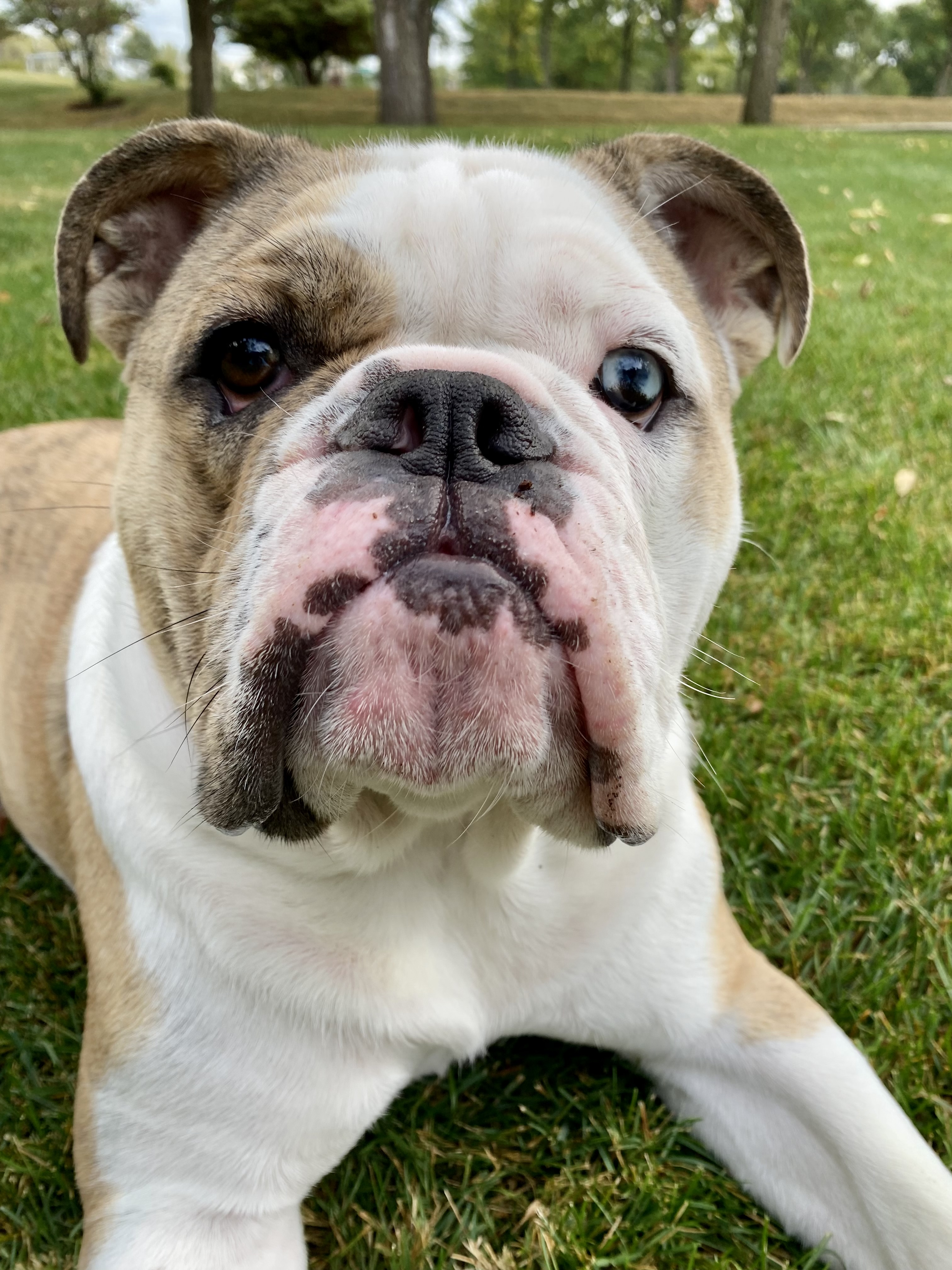 Bruschi
