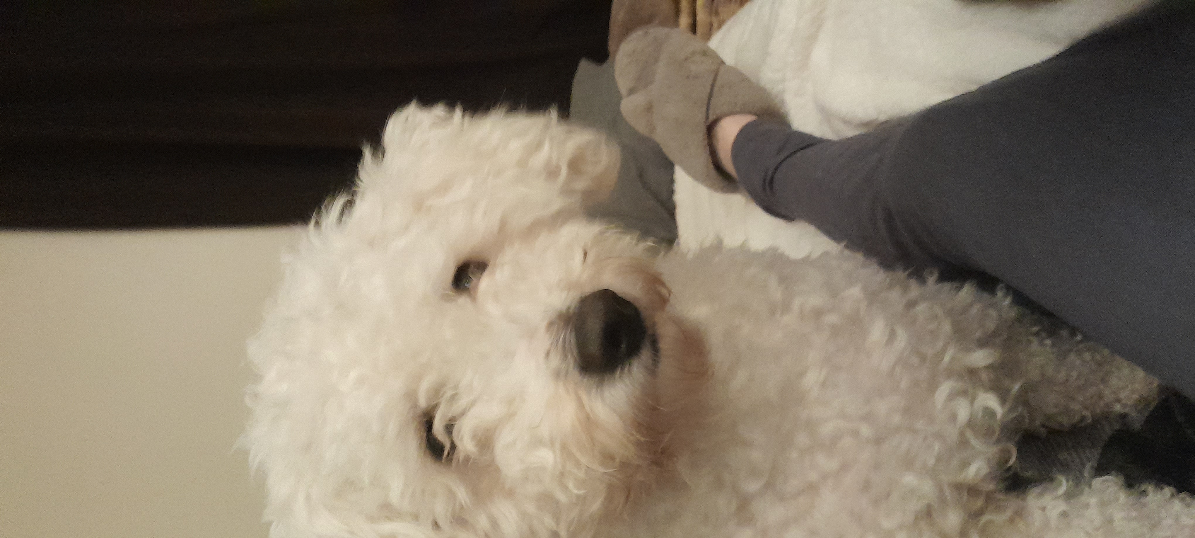 SCAMPY