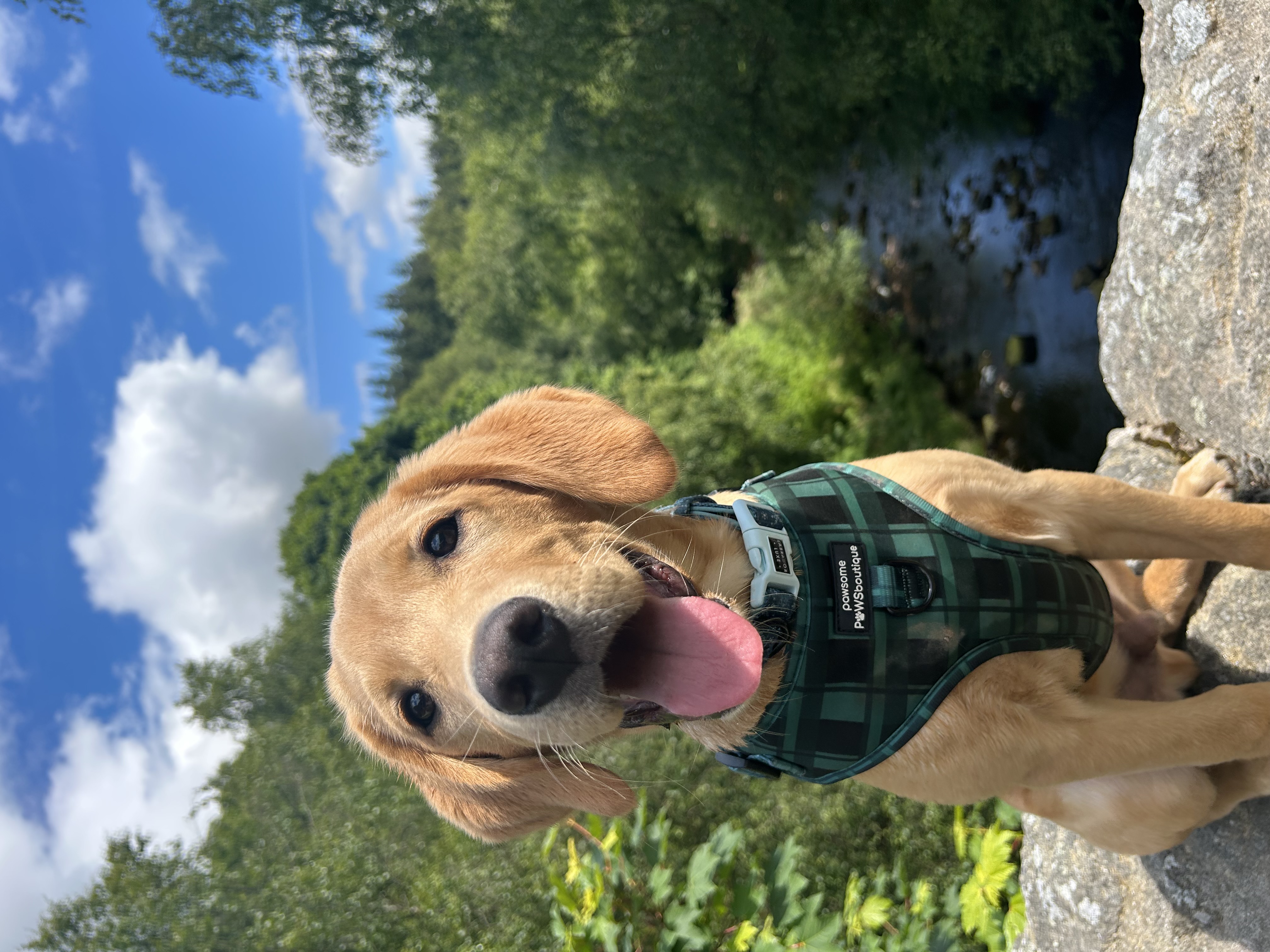 Bowie