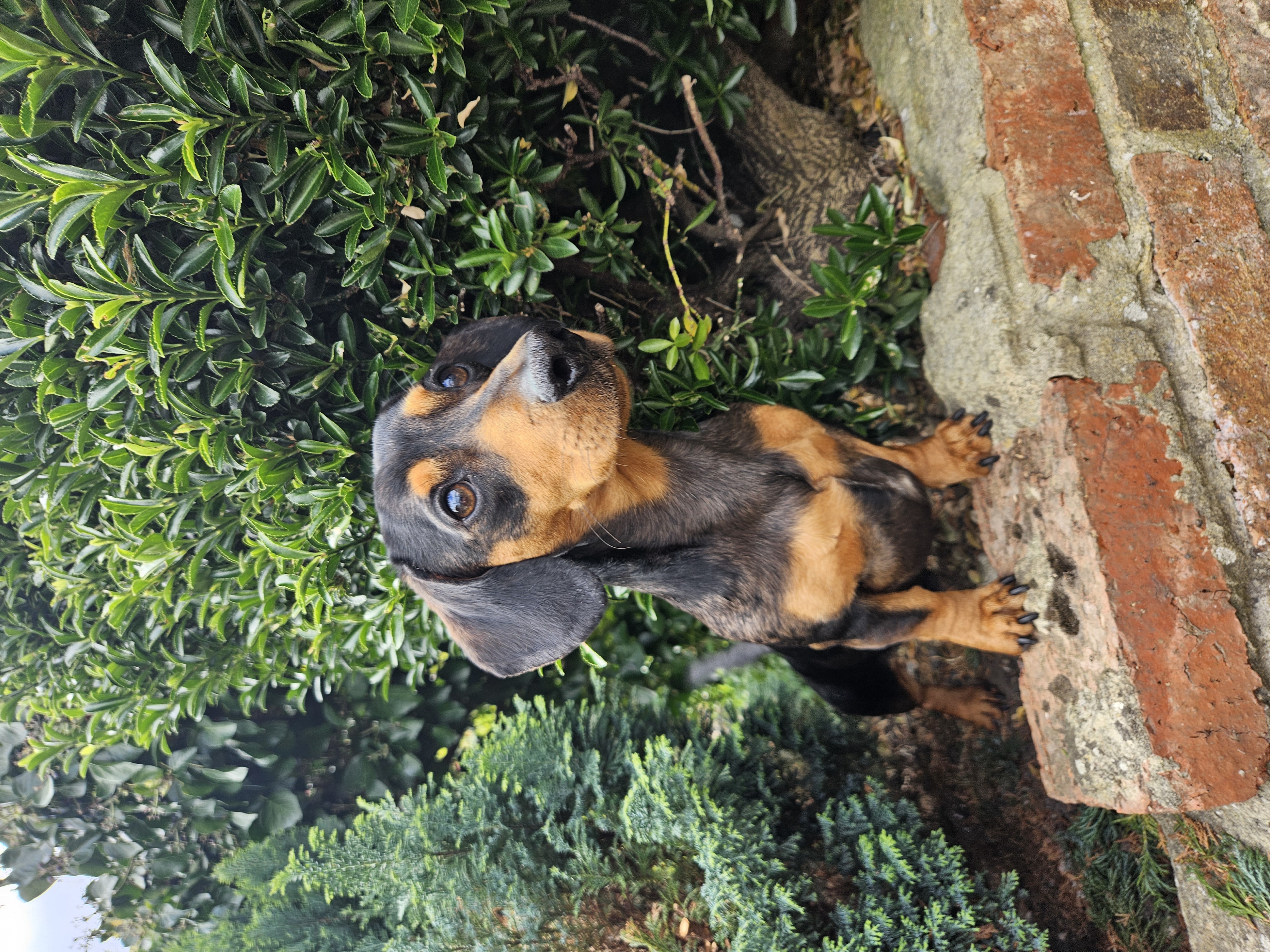 Oskar