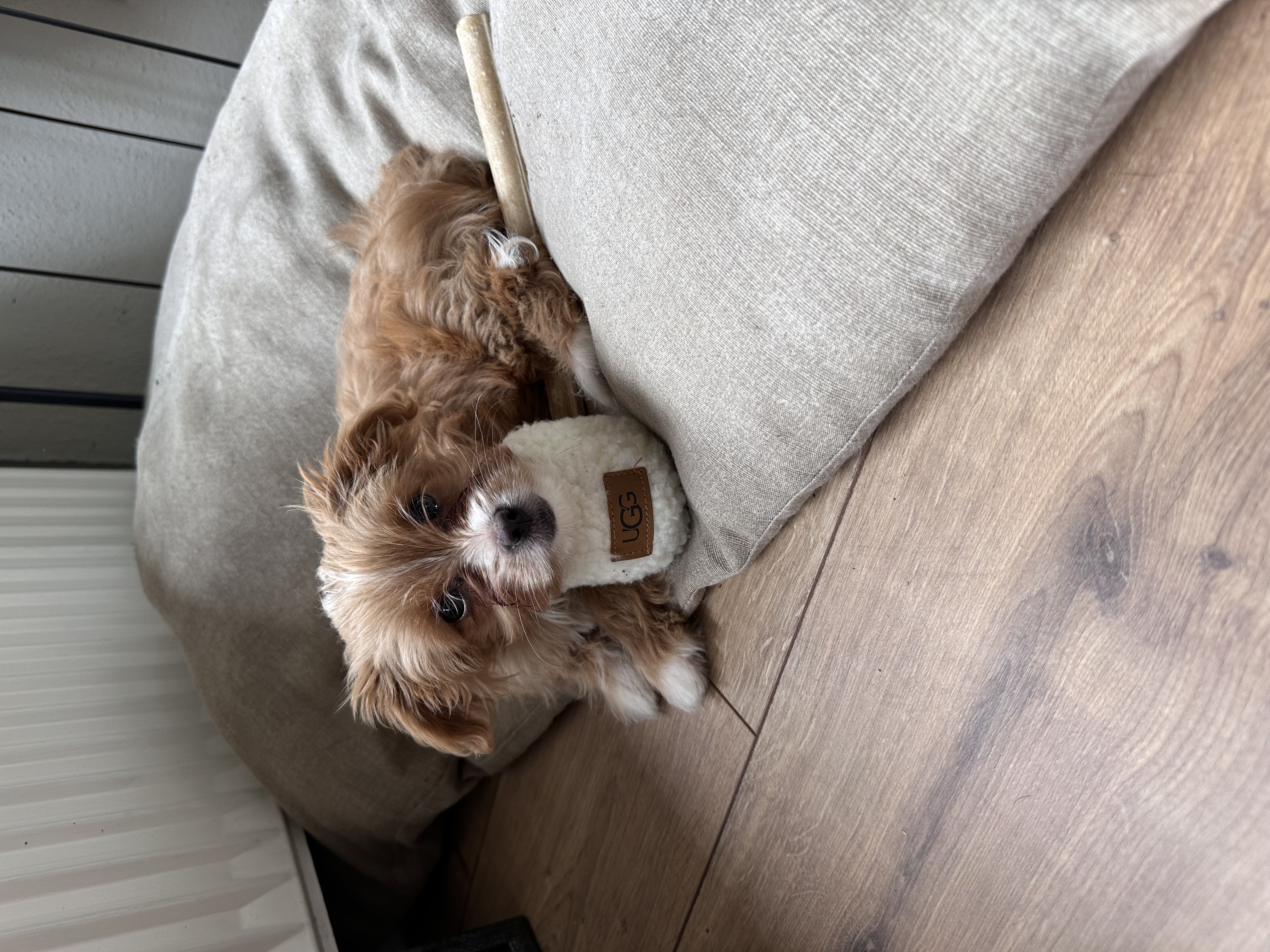 Pip