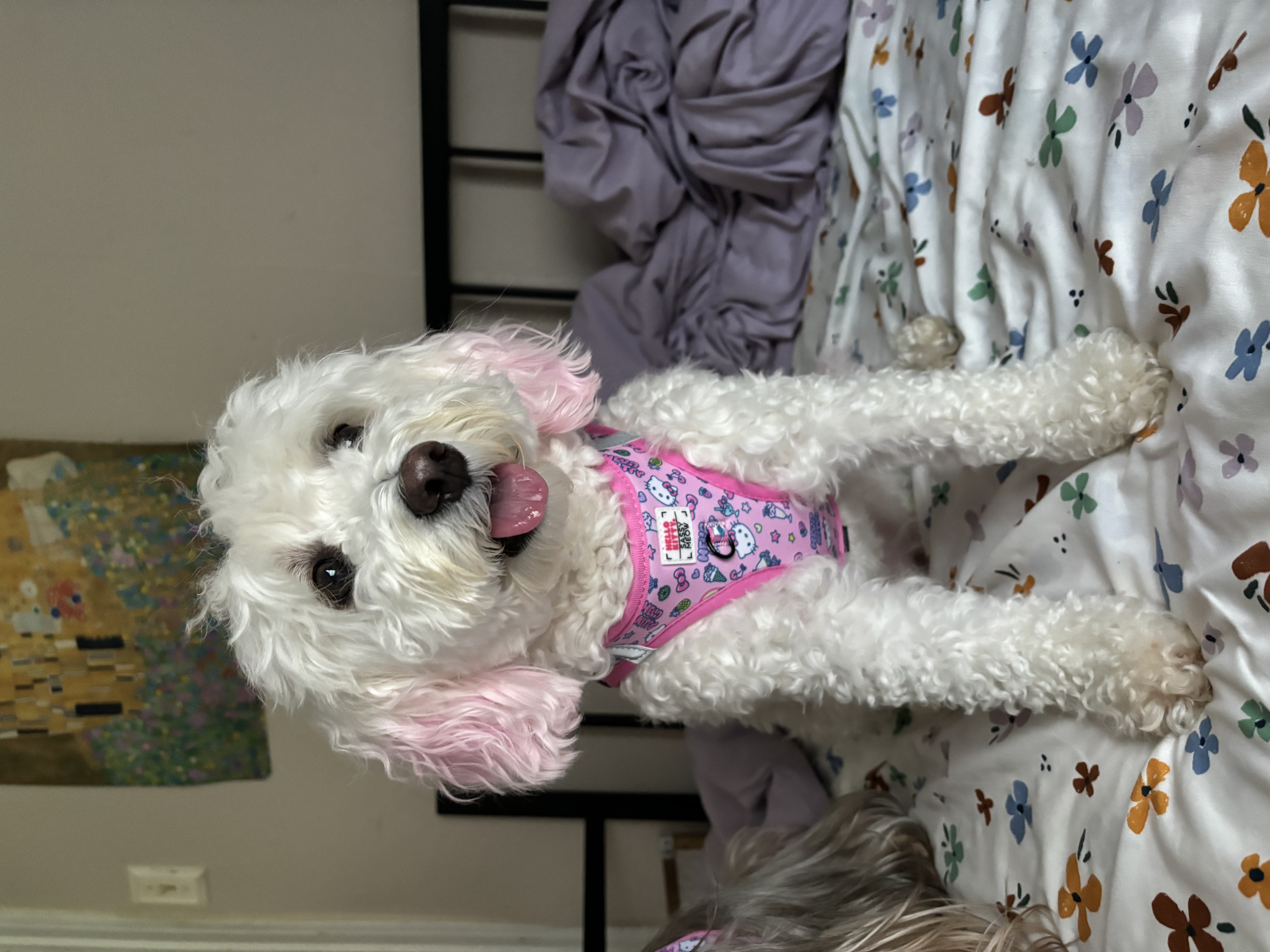 Mochi