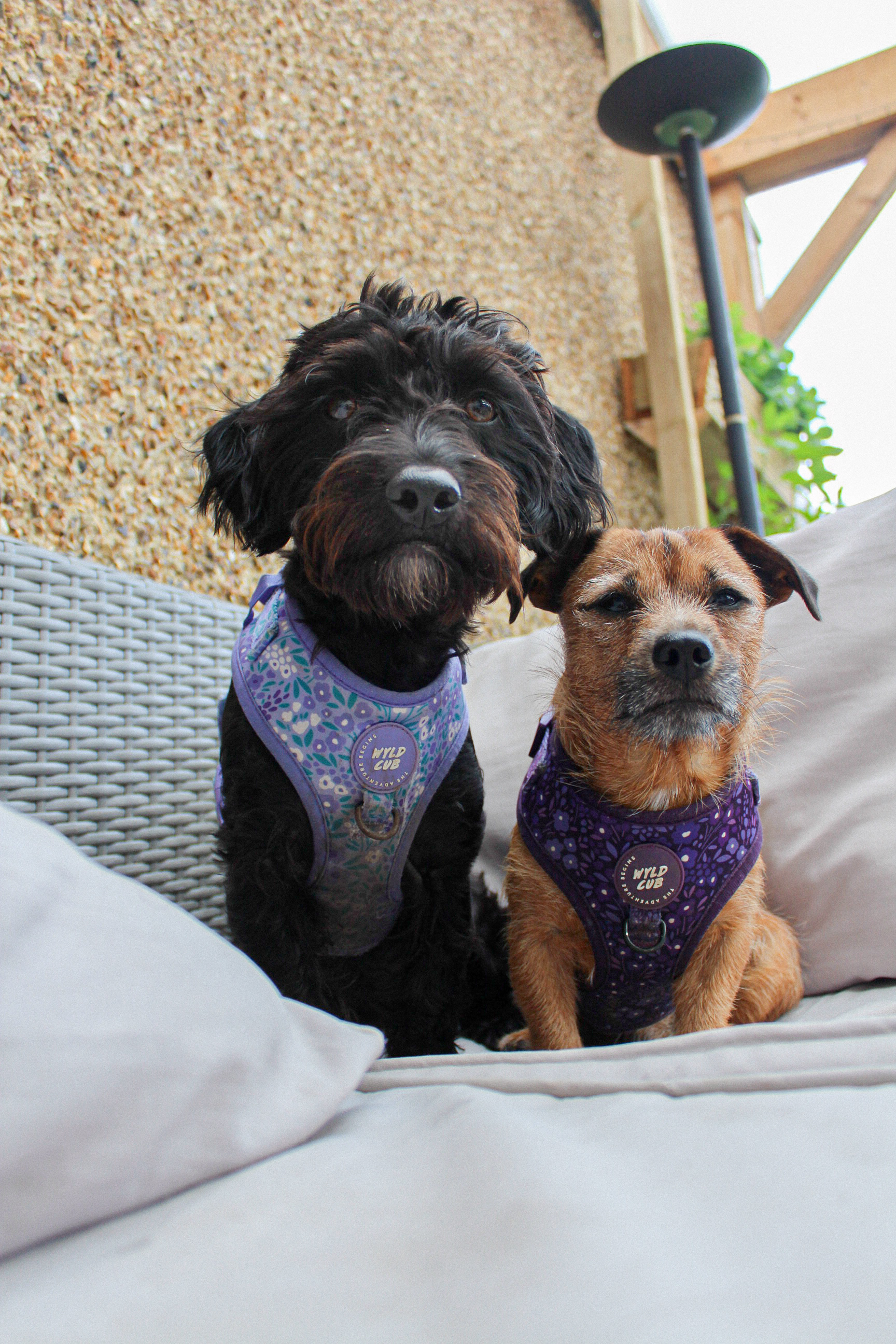 Brian, sootsie & Lyla