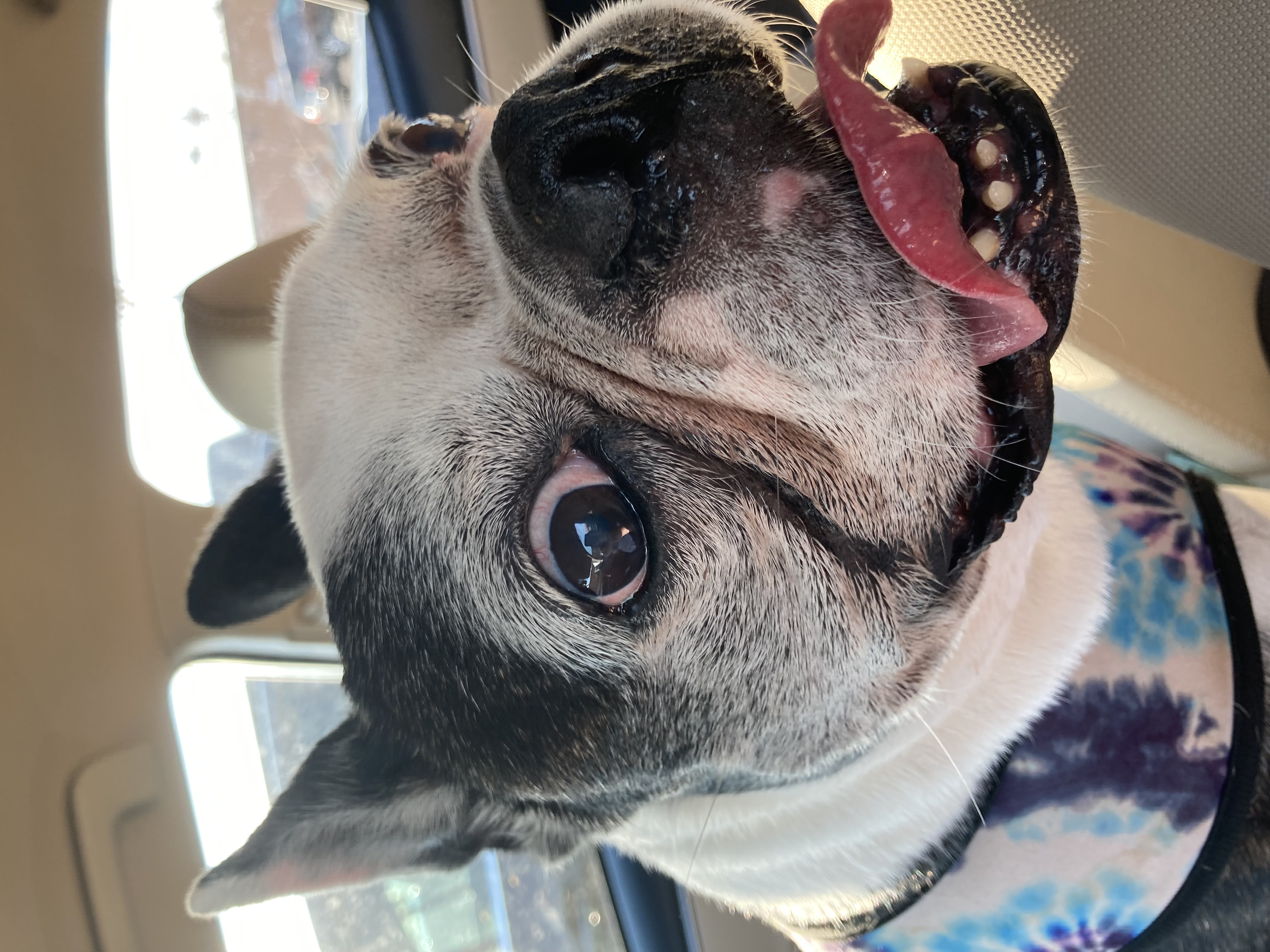 Monty, Maggie, Alfie, Moose, Molly