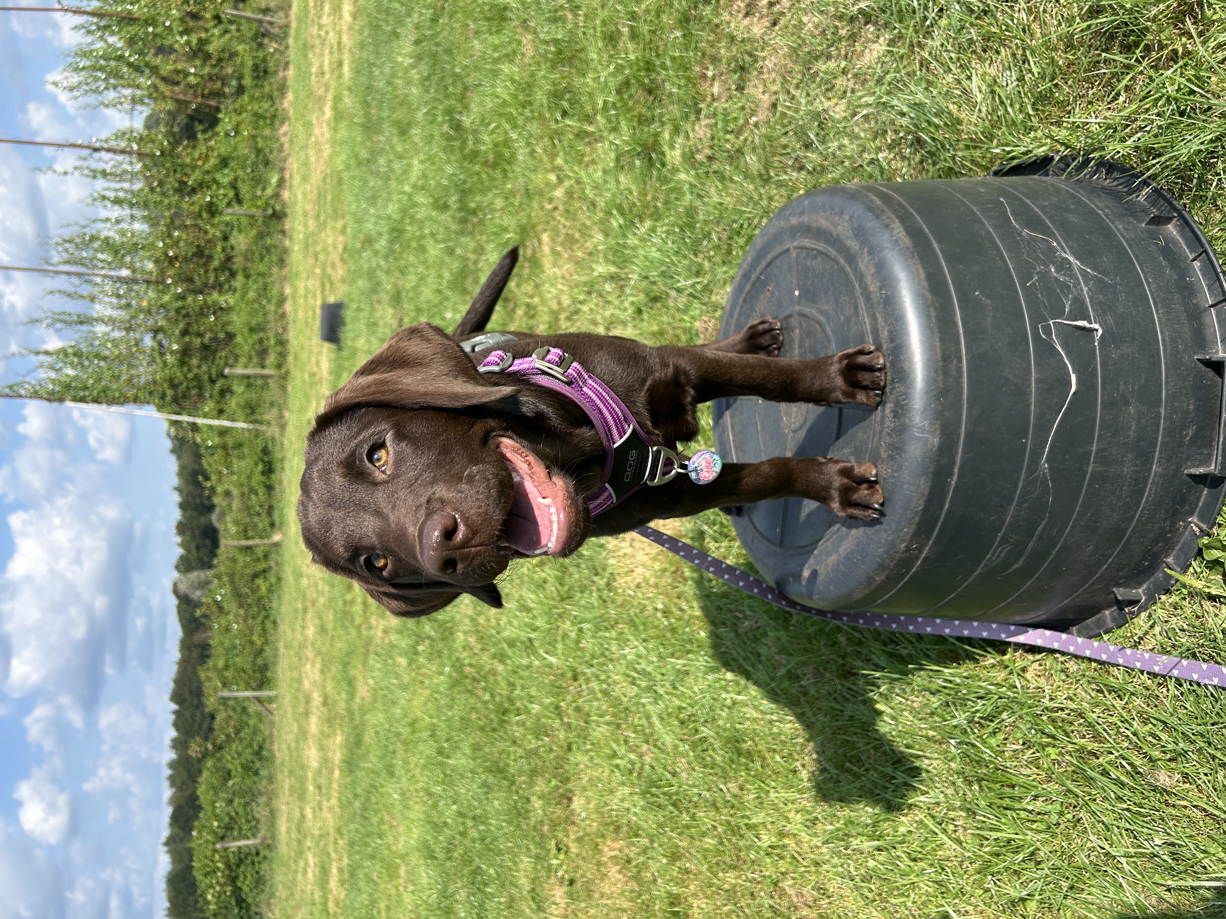 Evie