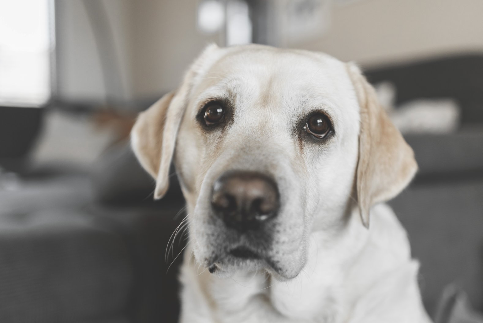 Balu