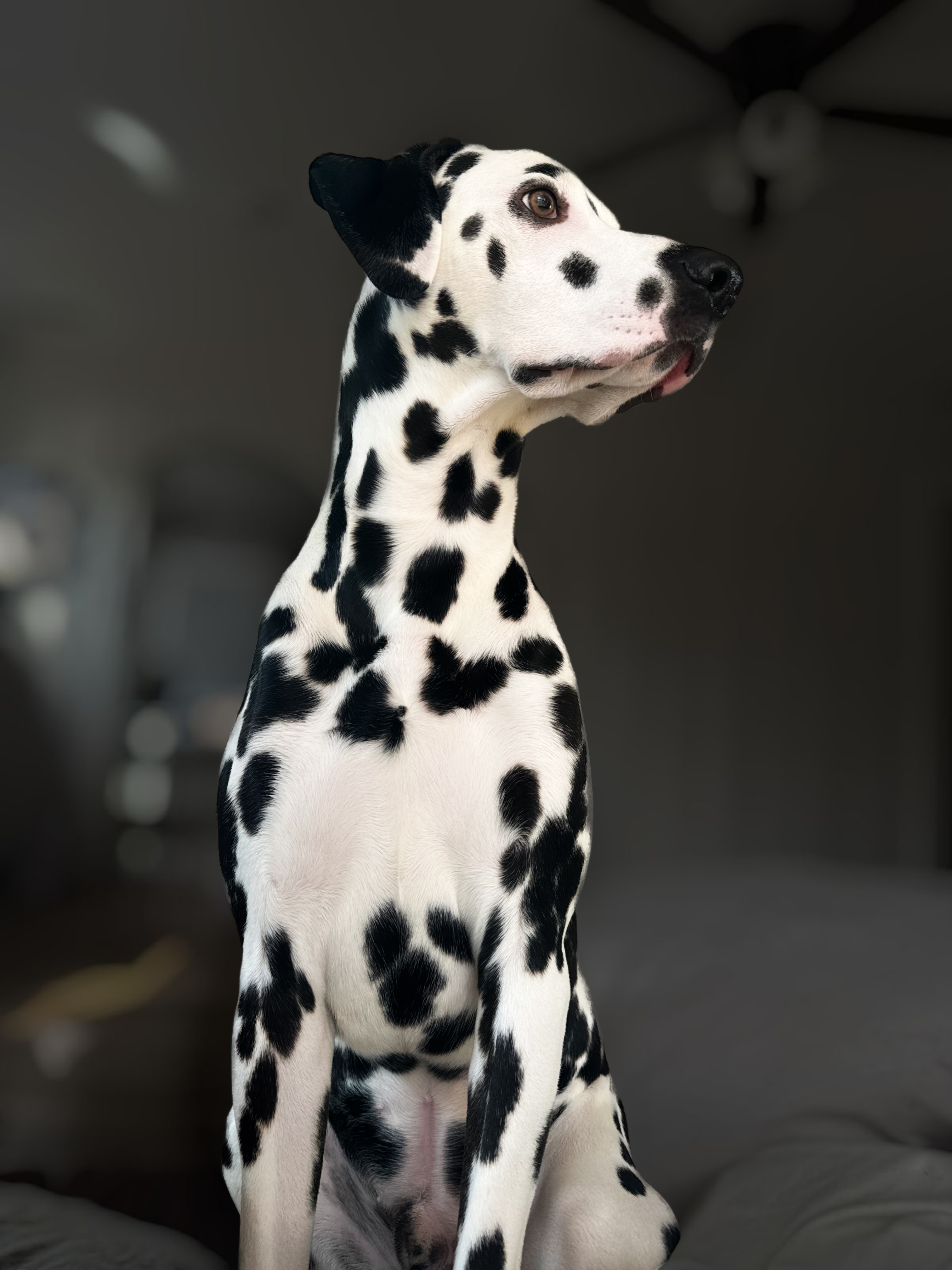Zero The Hero Dalmatian