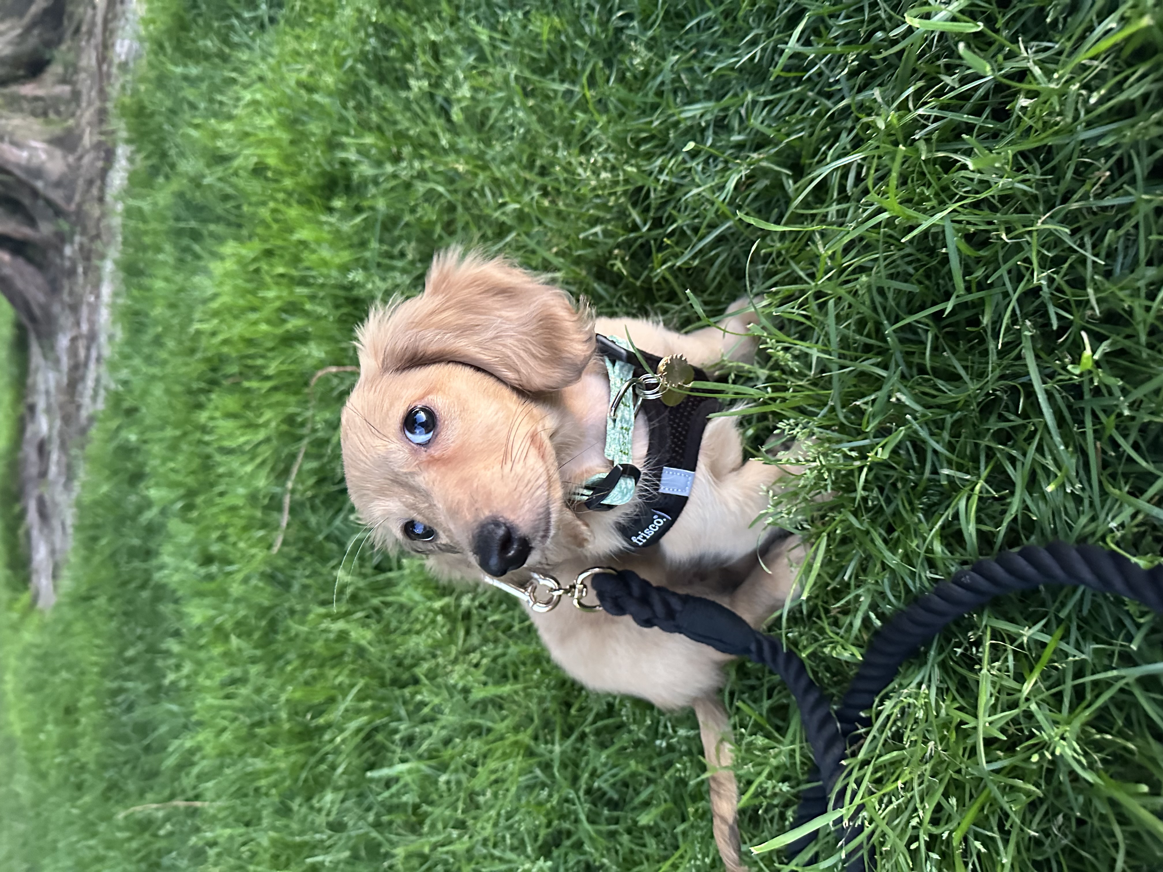 Zoey