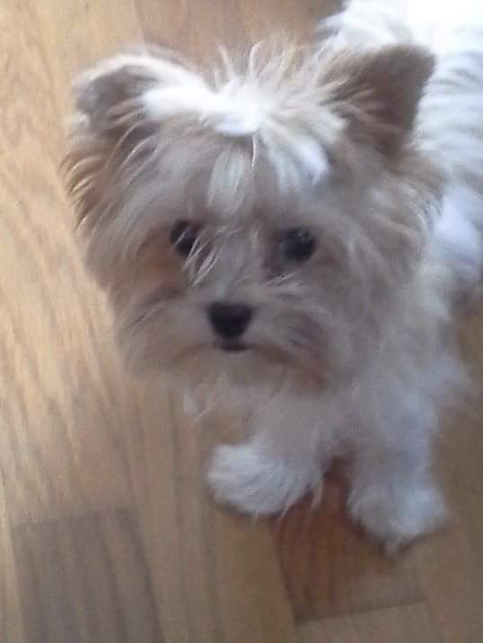 Roxie