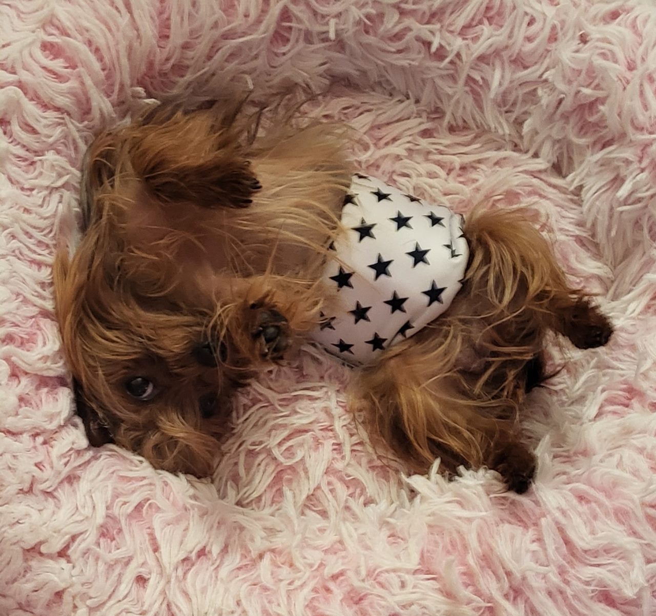 Frankie