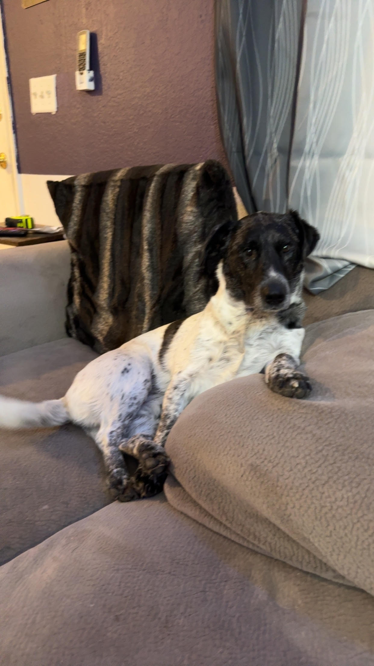 Maximus Moose