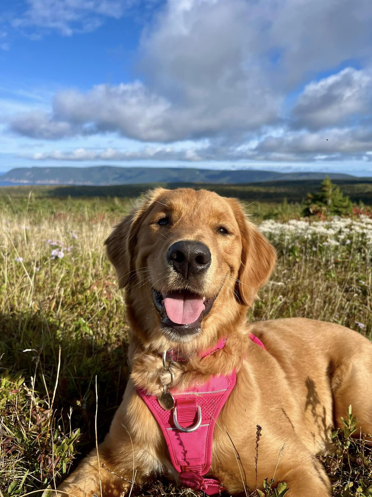 Bailey