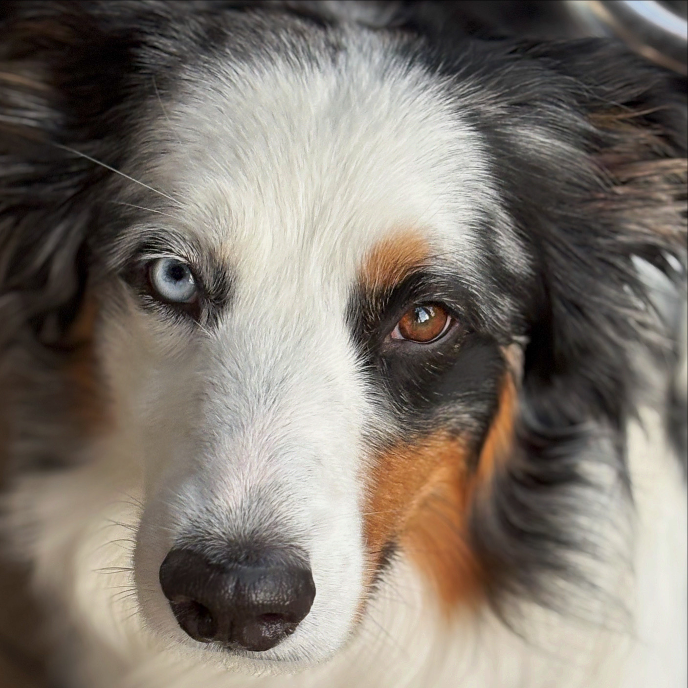 Bodhi
