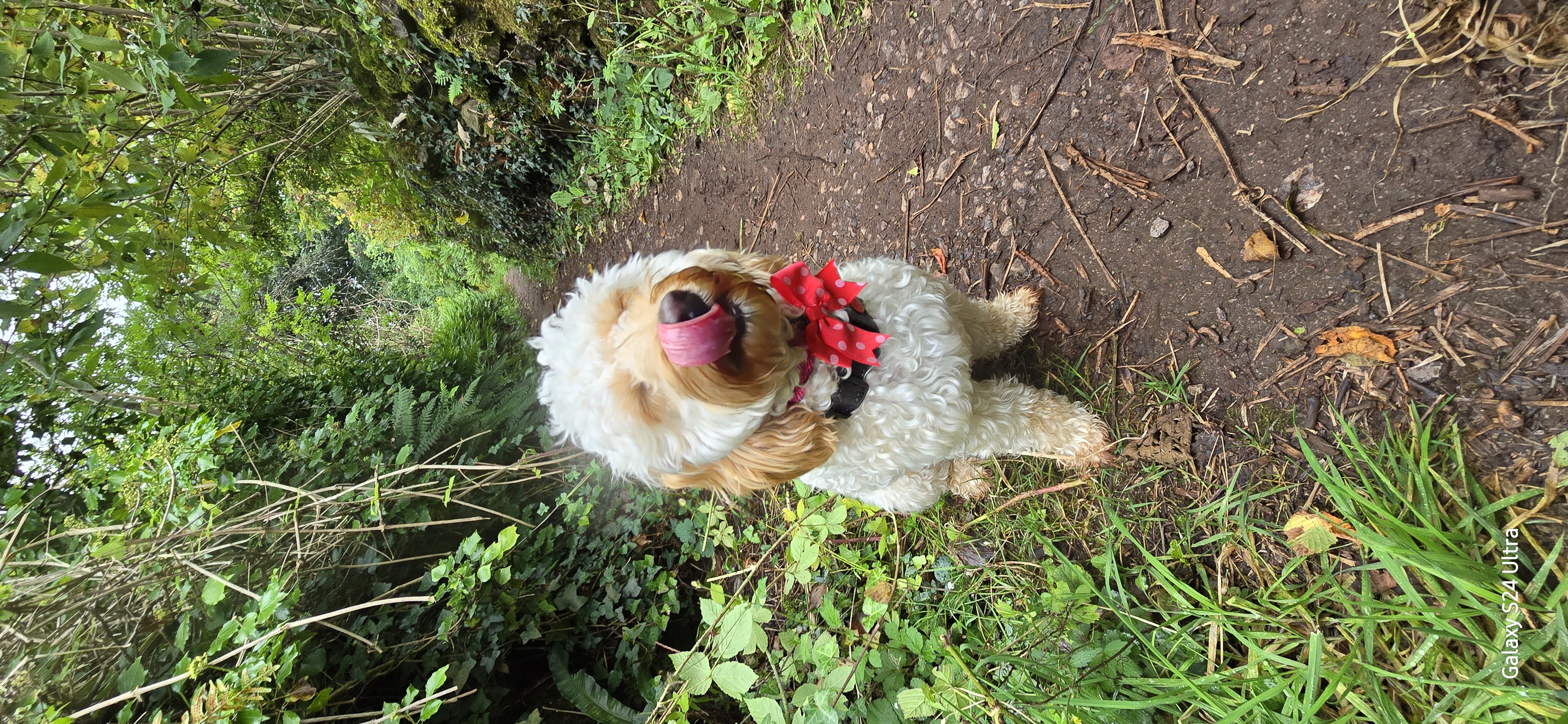Pippa