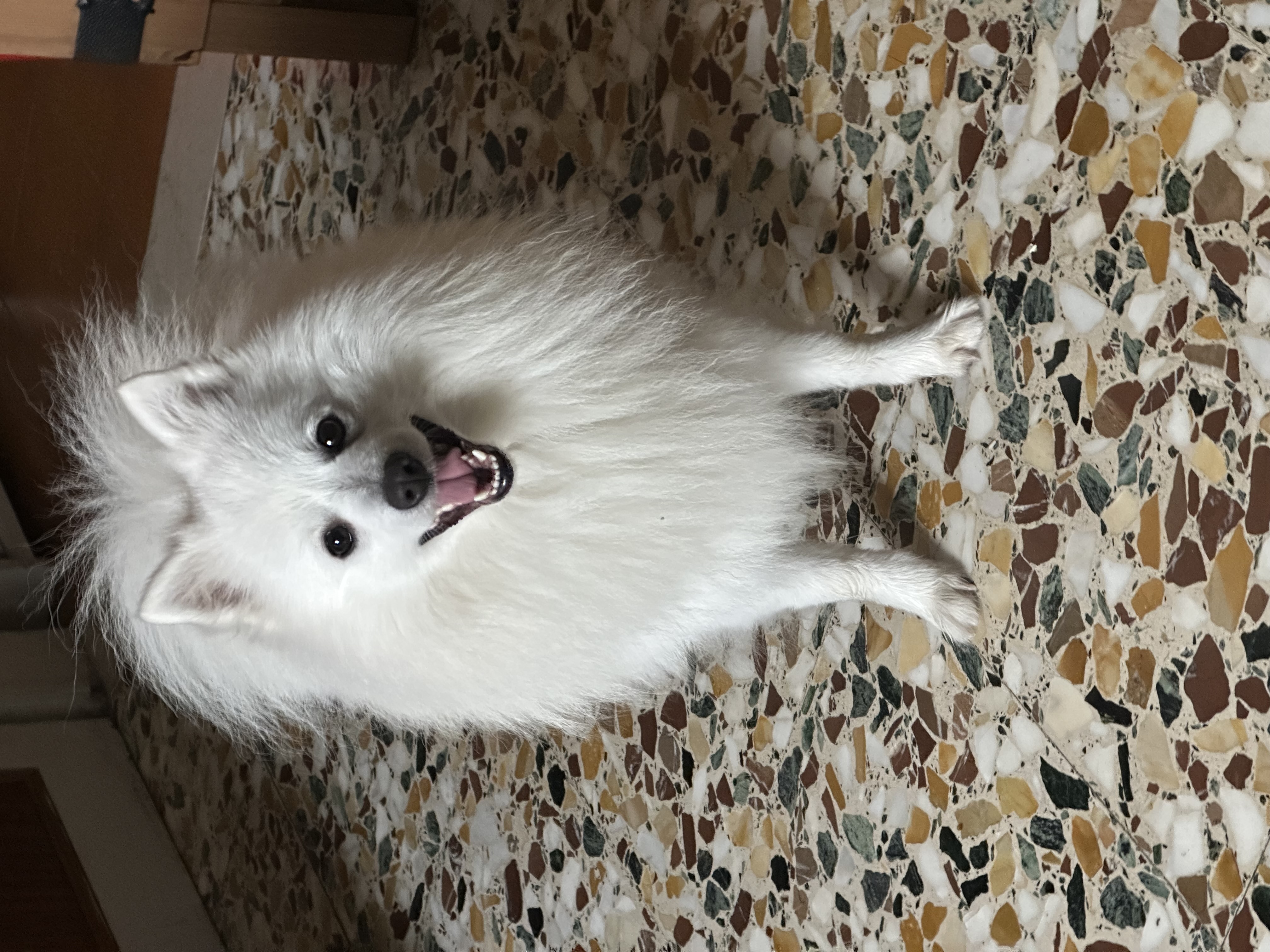 Artù