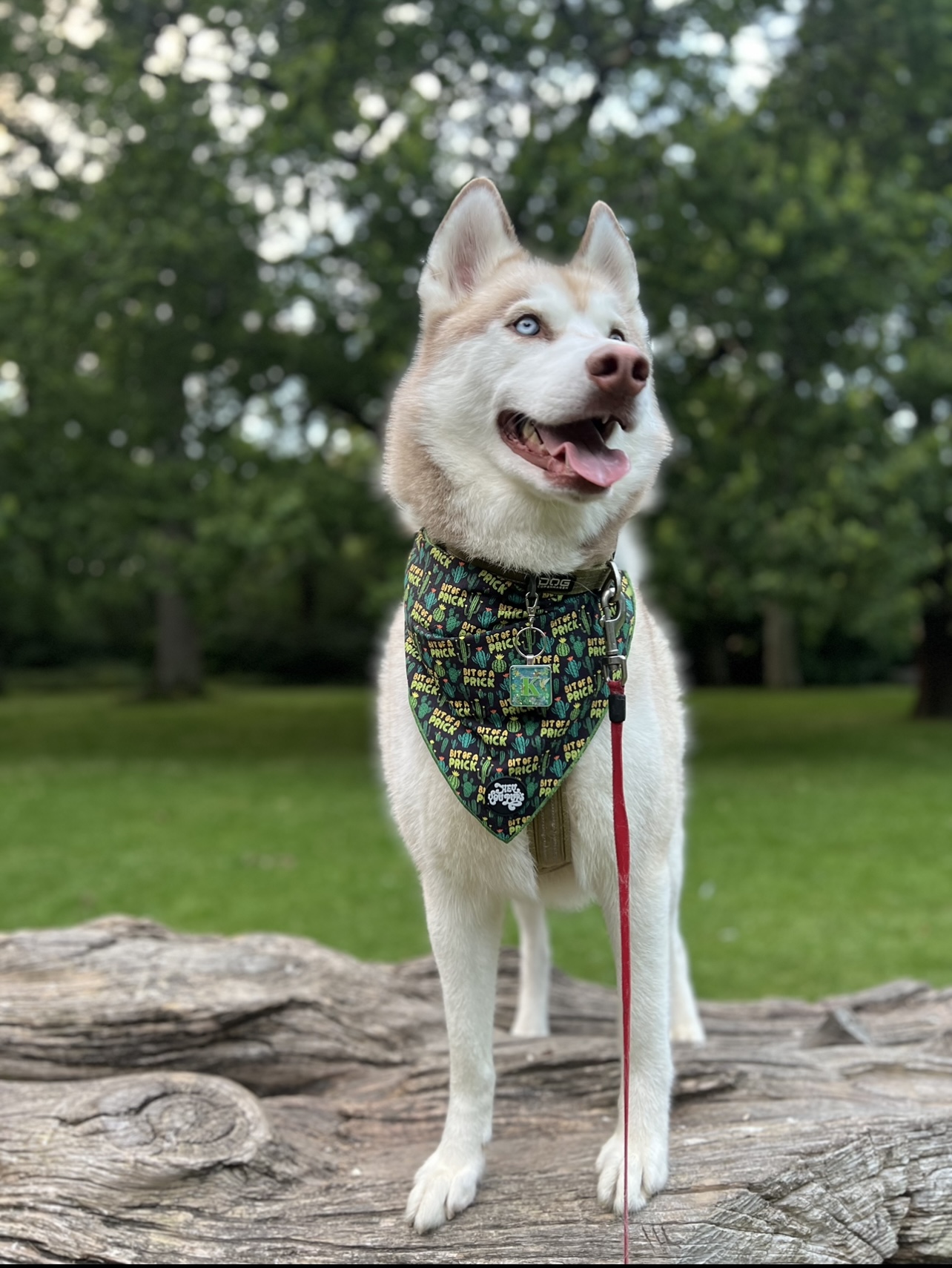 Kovu