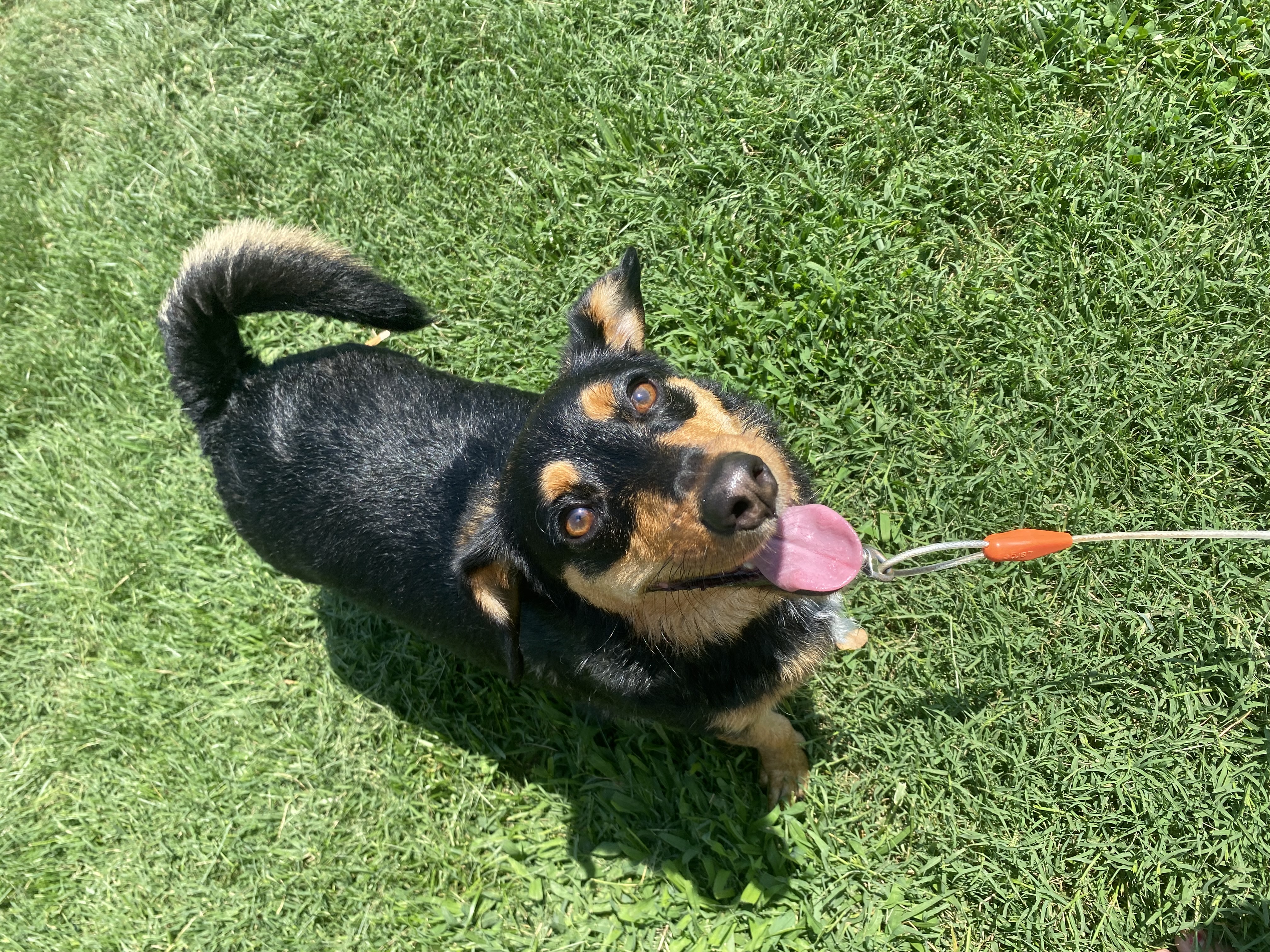 Flynn