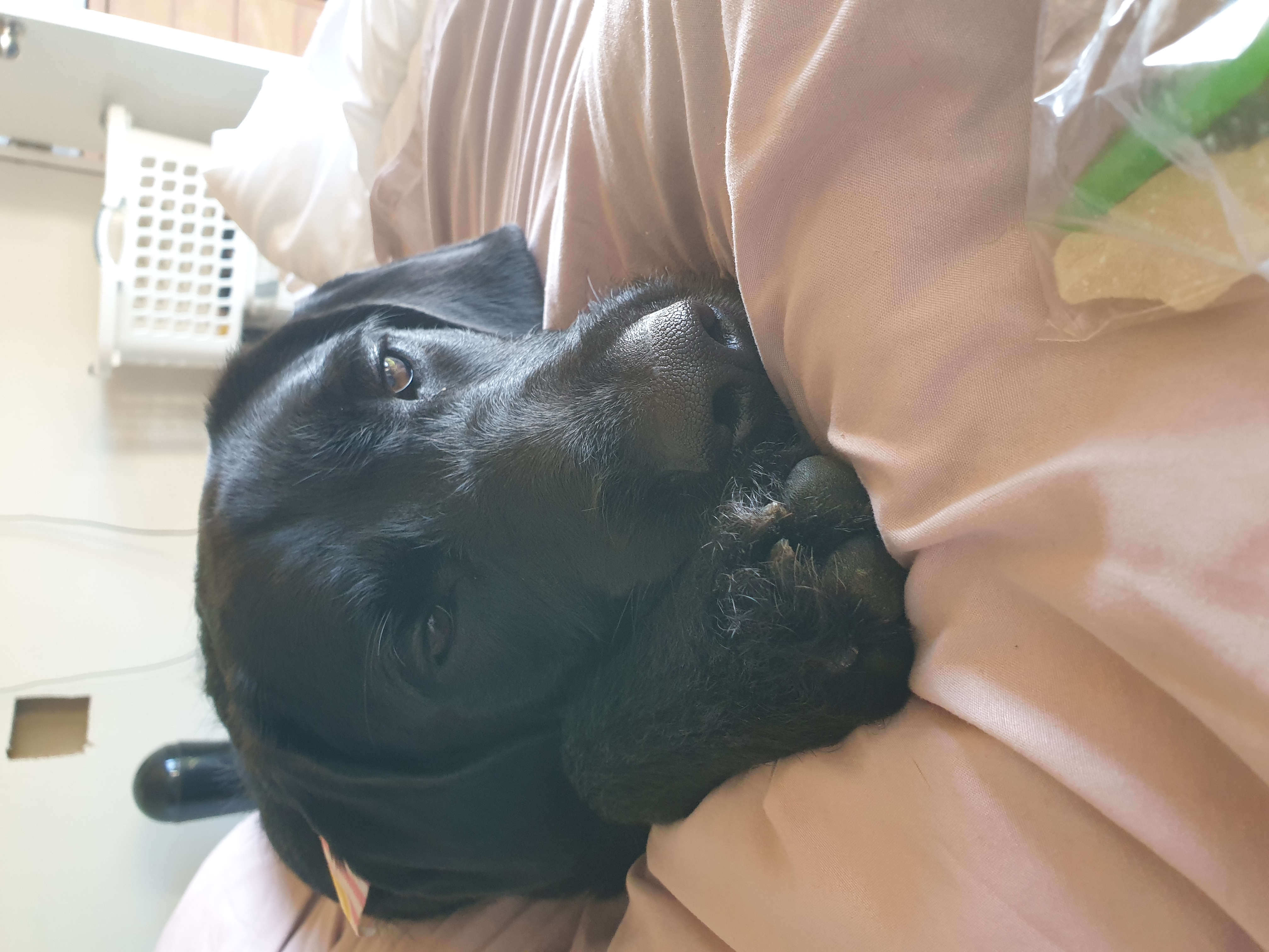 Nala