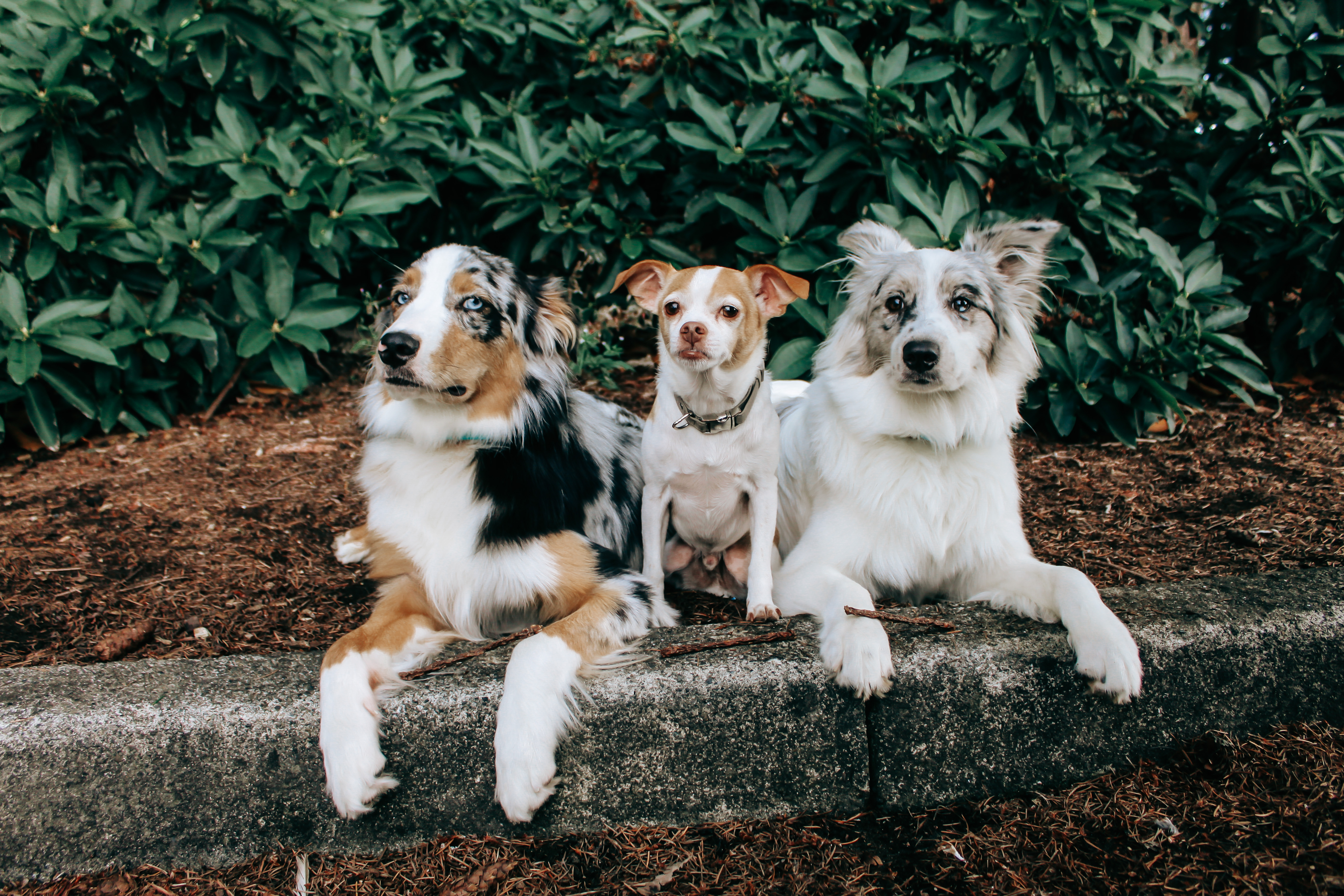 Oakley, Luna, & Peanut