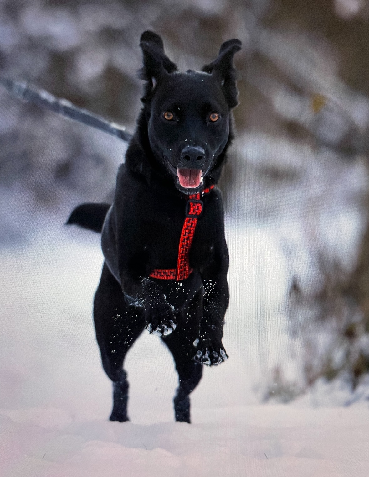 Sequoia
