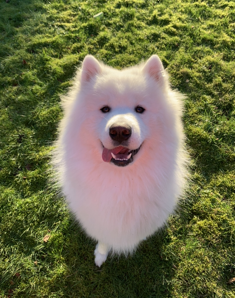 Echo