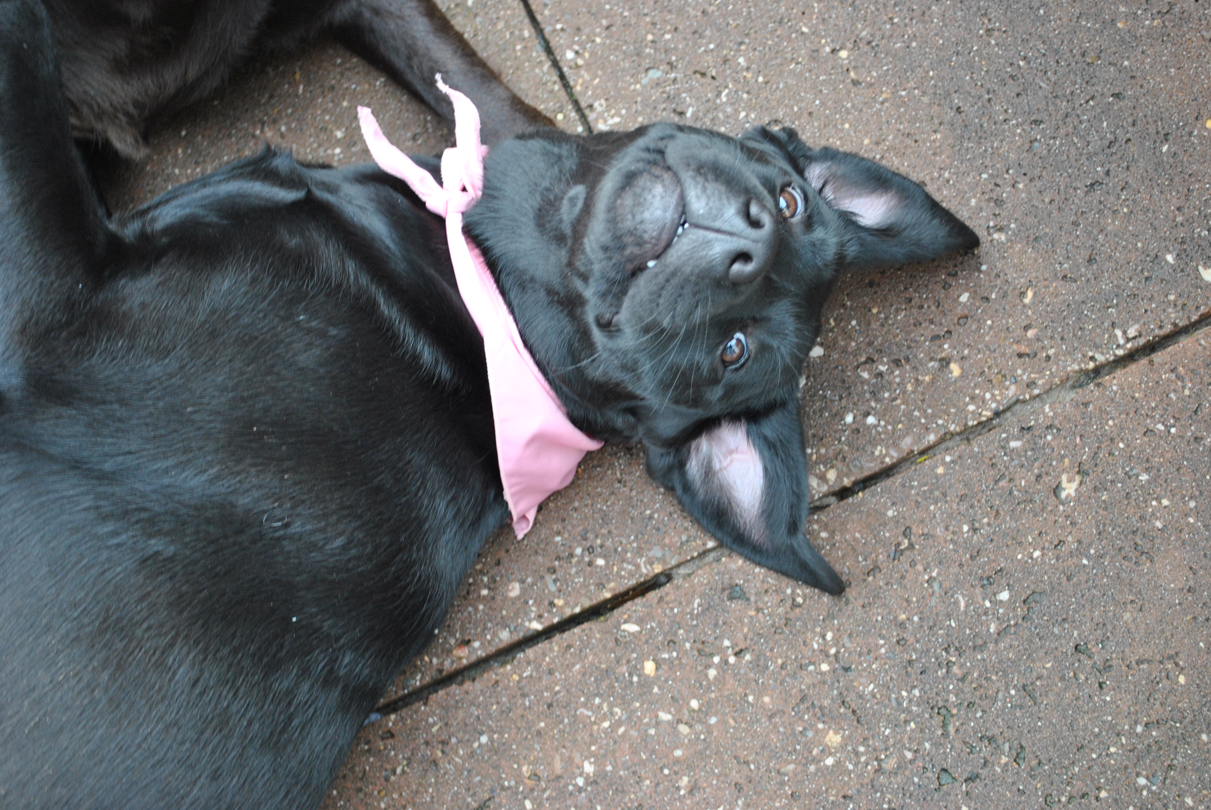 Roxy