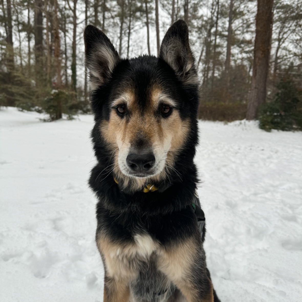 Max