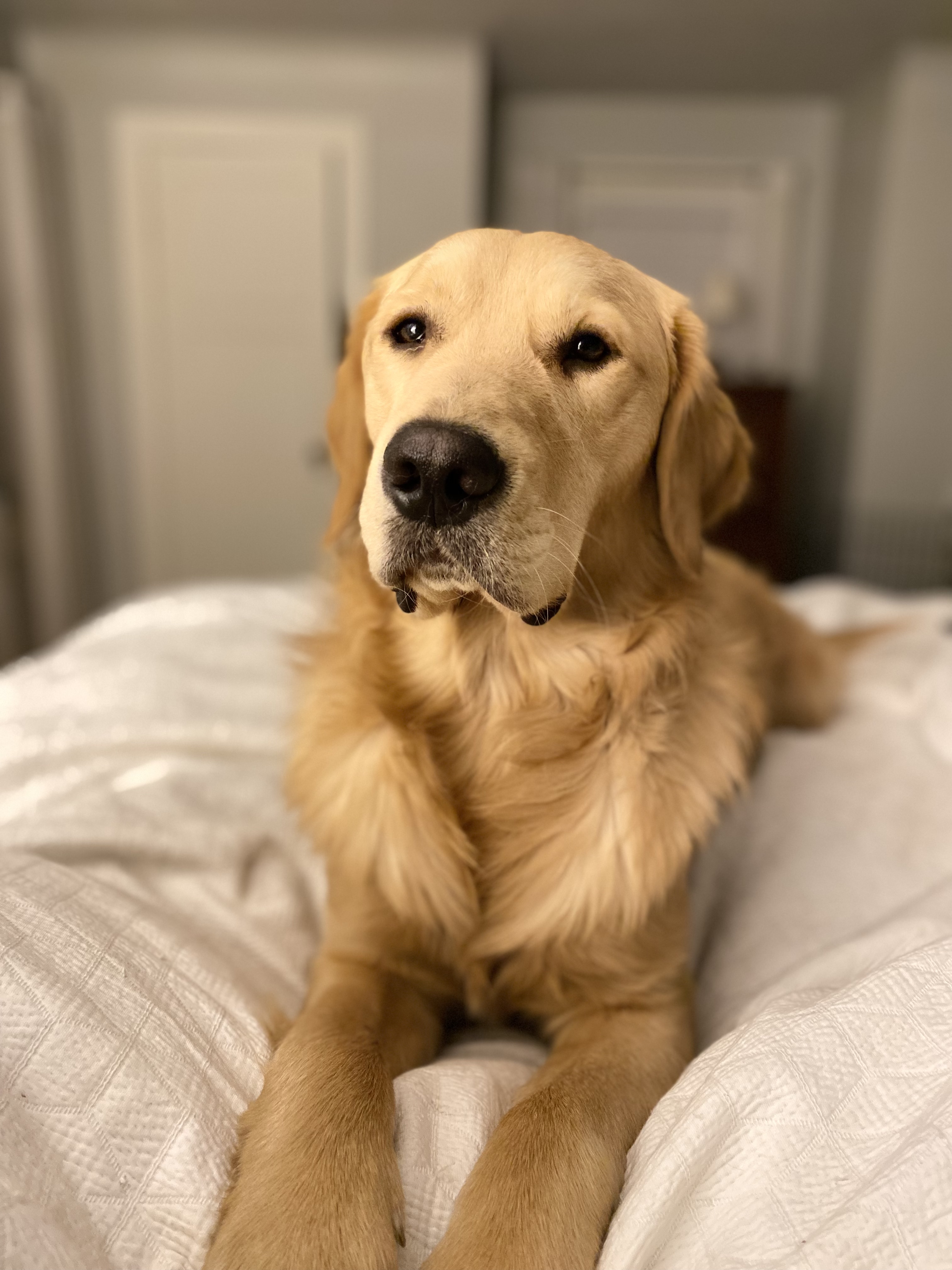 Guster (Gus)