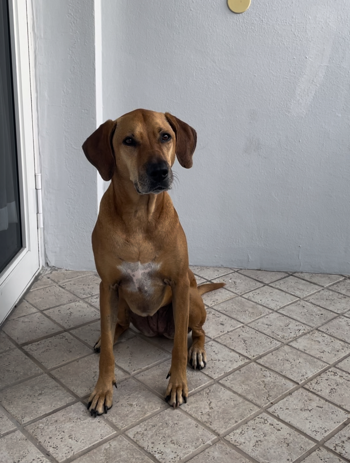 Kimber